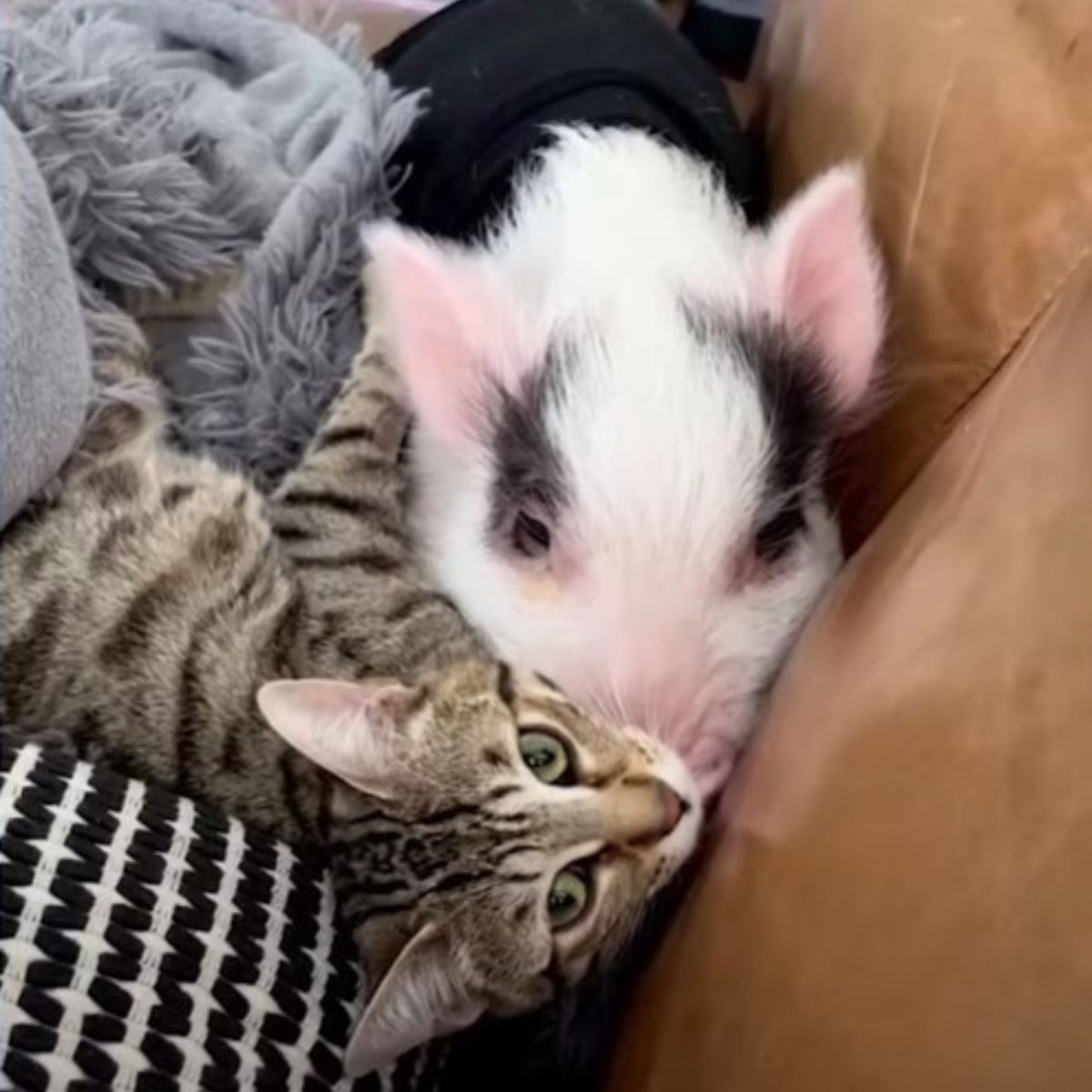 close-up photo of kitten and piglet on a couch