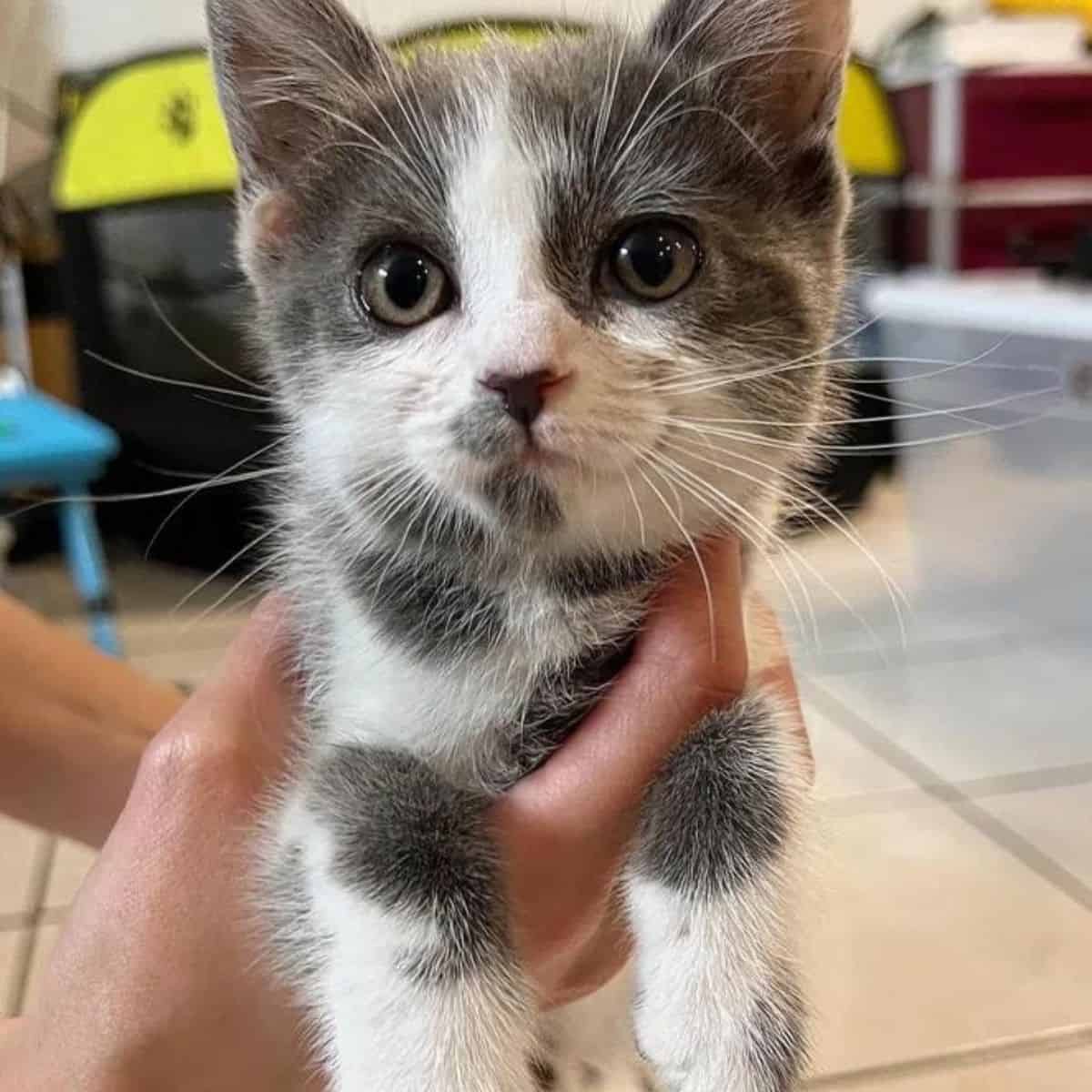 close-up photo of kitten