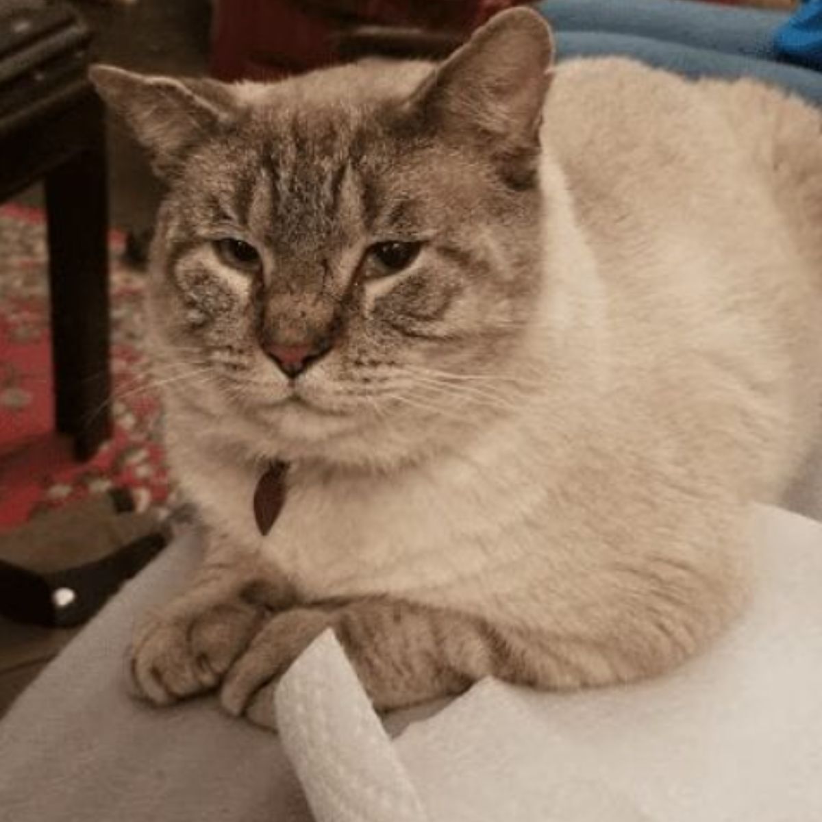 close-up photo of siamese cat