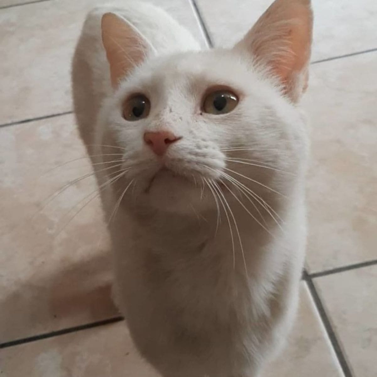 close up view of cute gray cat