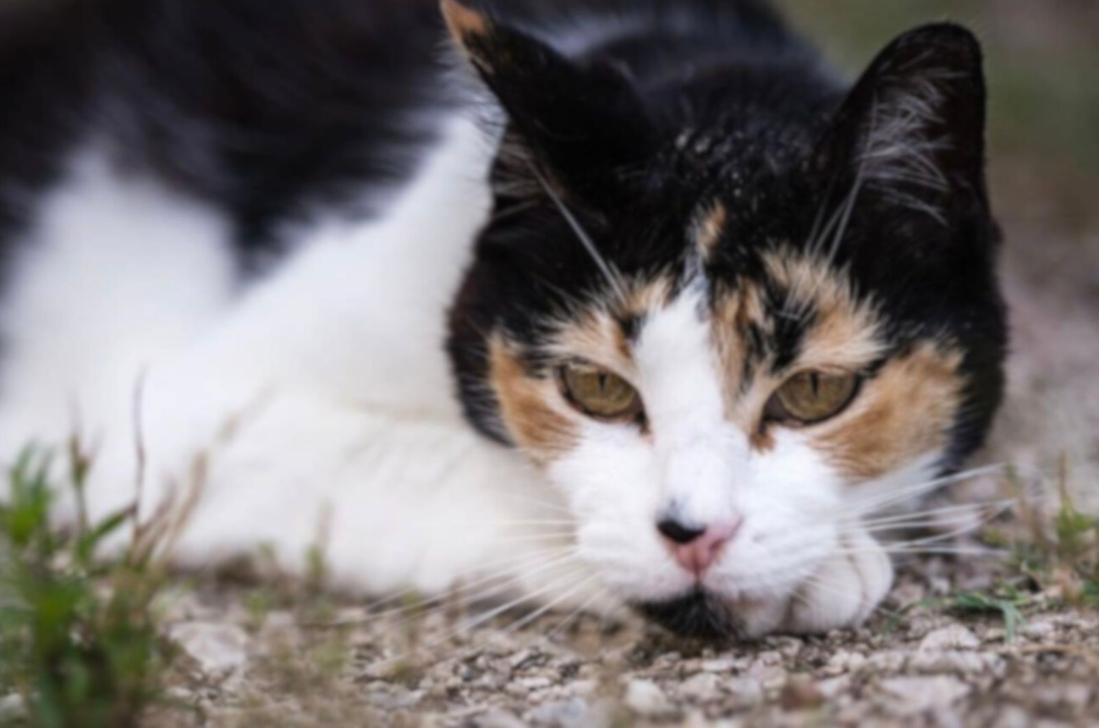 close view of cute cat