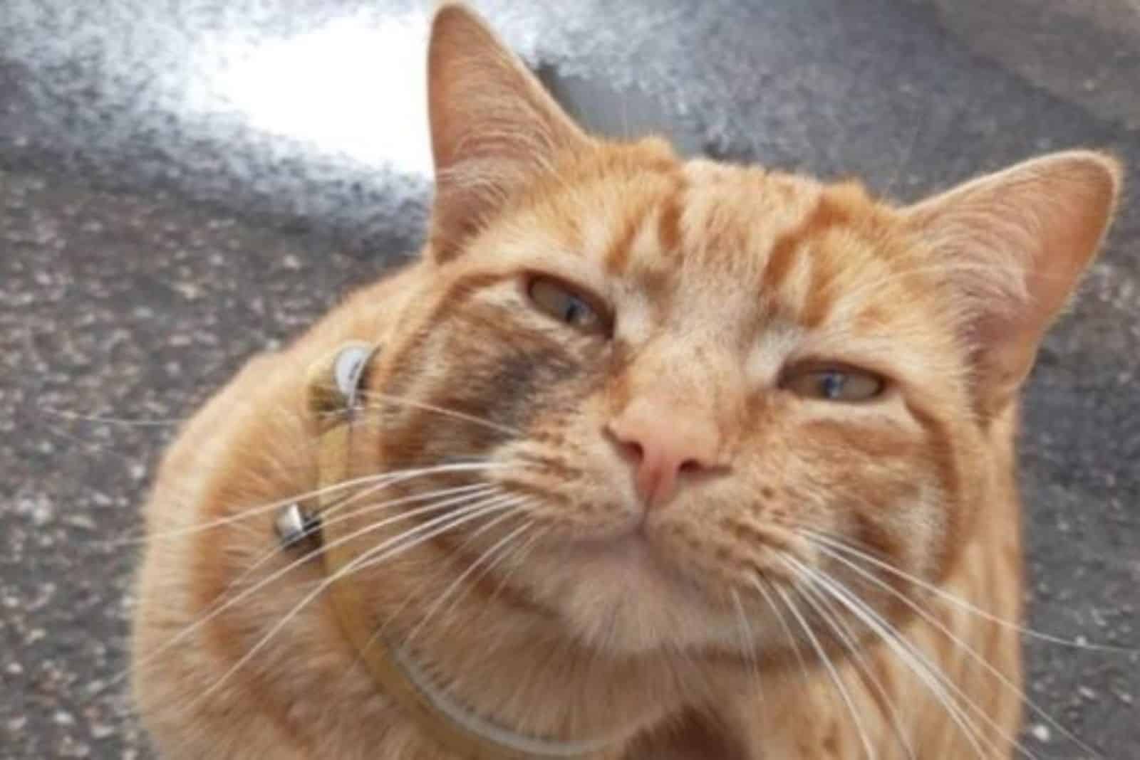 close view of cute ginger cat