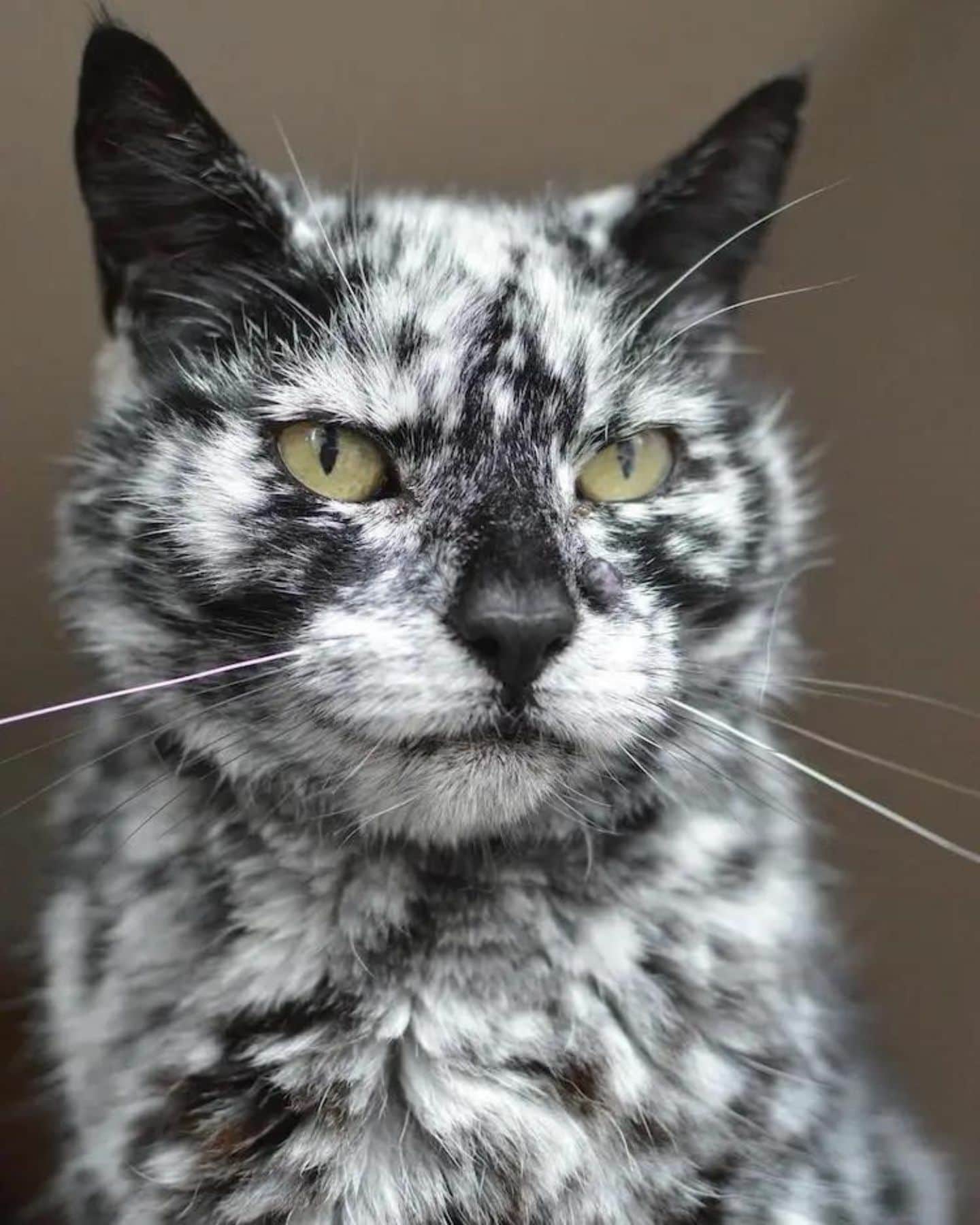 close view of marble cat