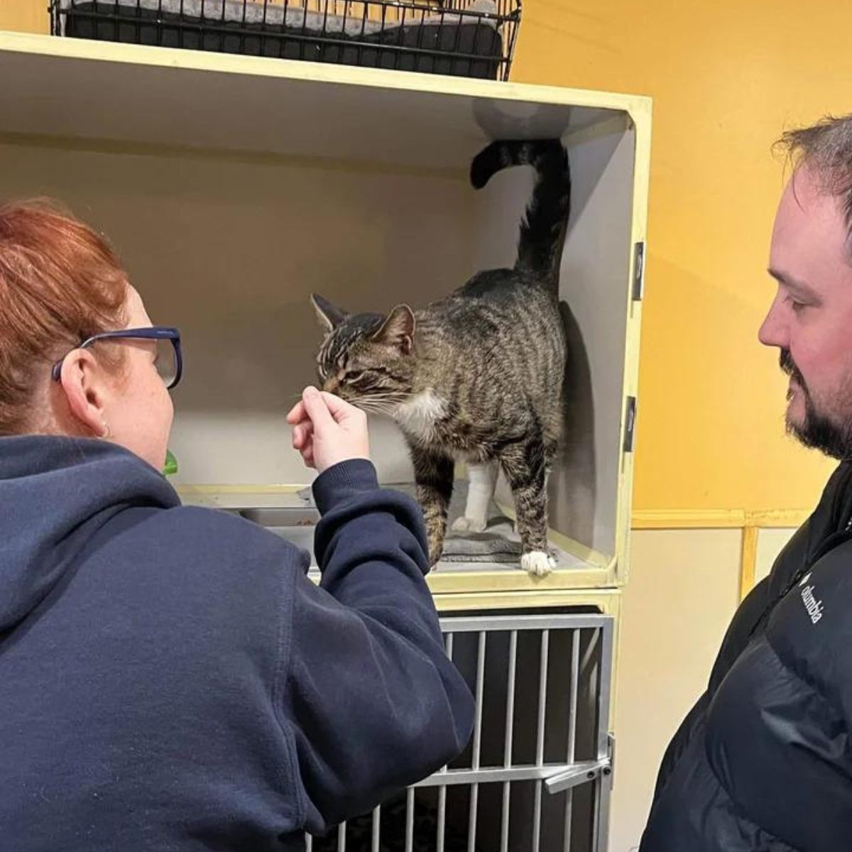 couple looking at cat and touching her