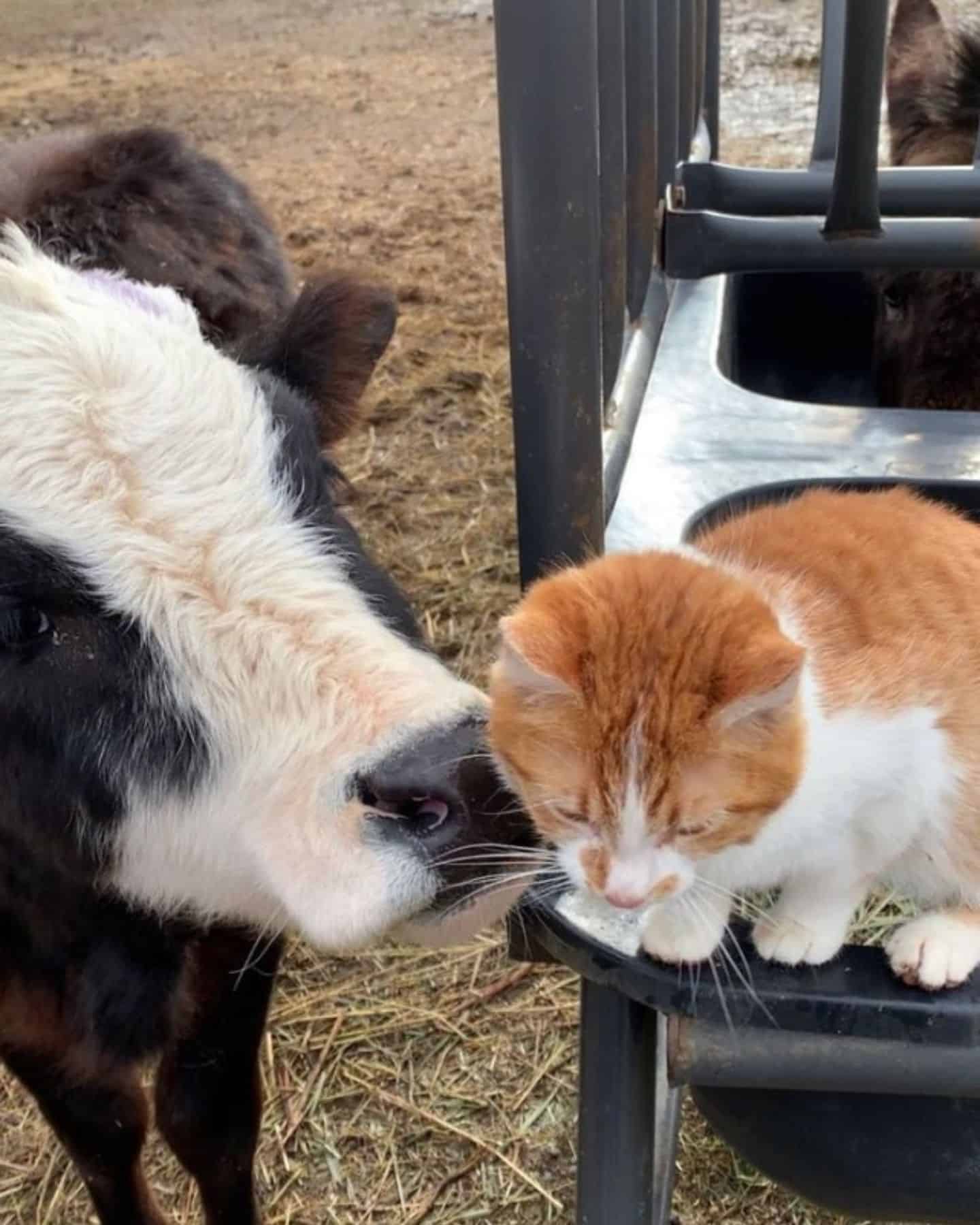 cow and cat