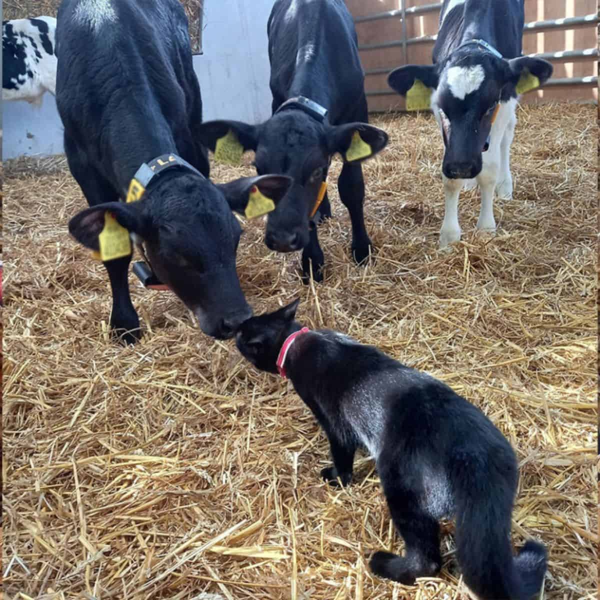 cow sniffing cat