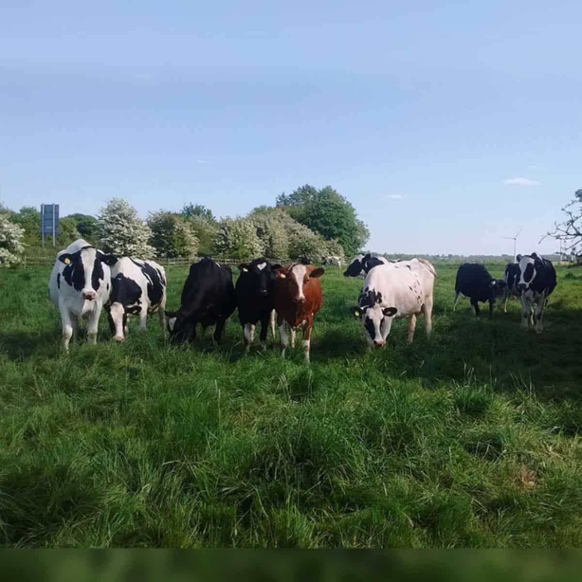 cows on the field