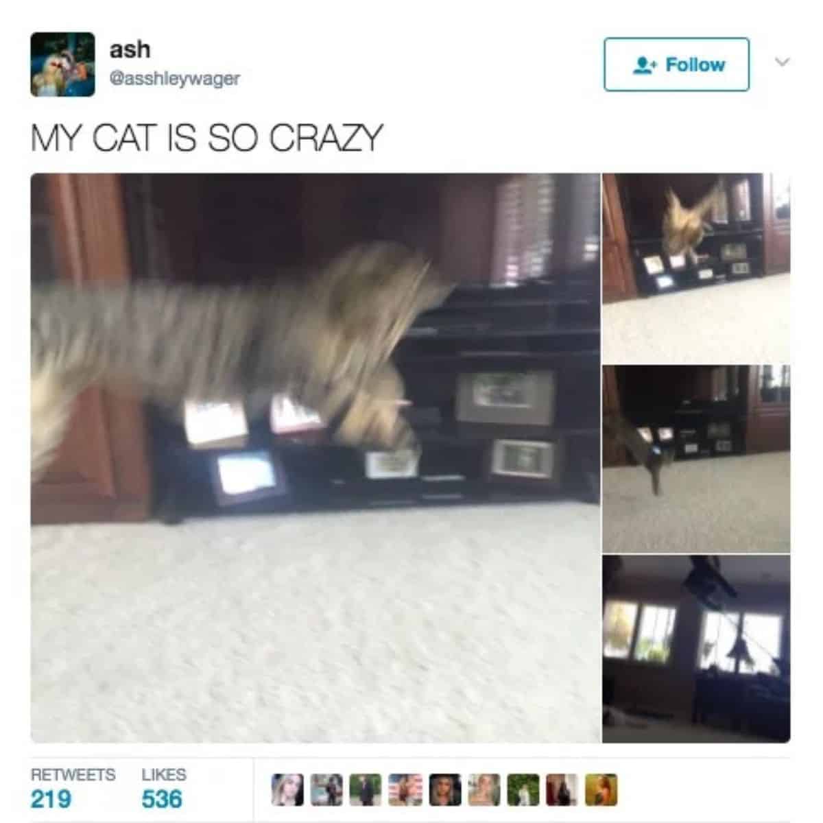 crazy cat