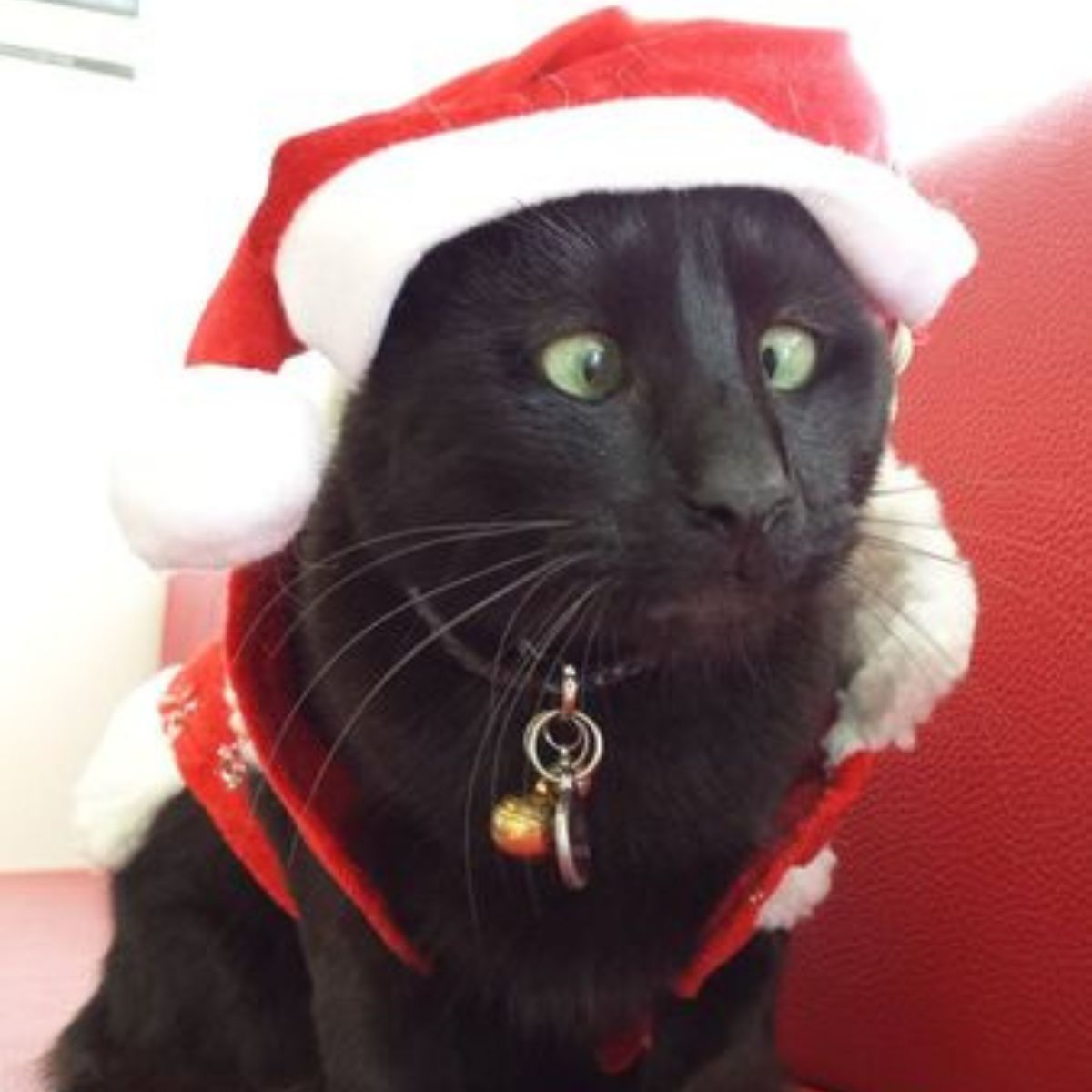 cross eyed cat wearing a red hat