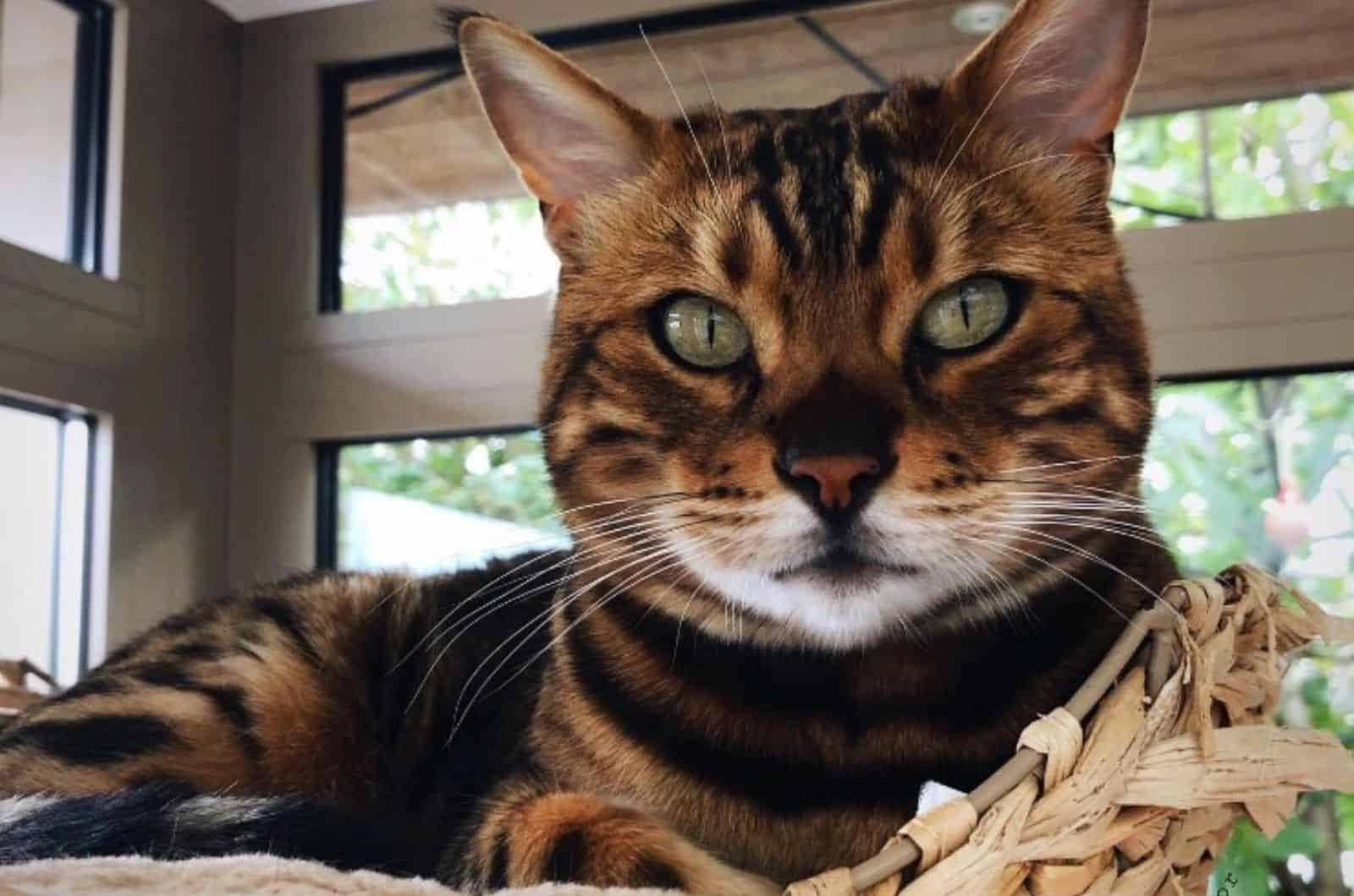 cute bengal cat