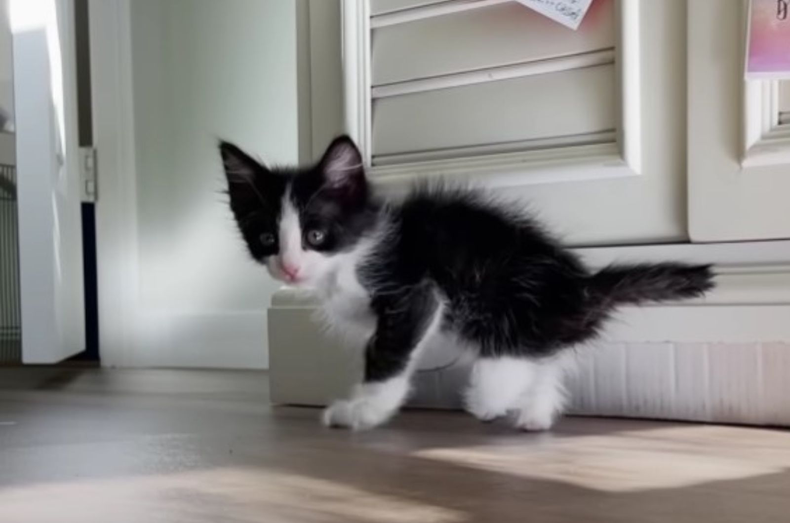 cute black and white kitten