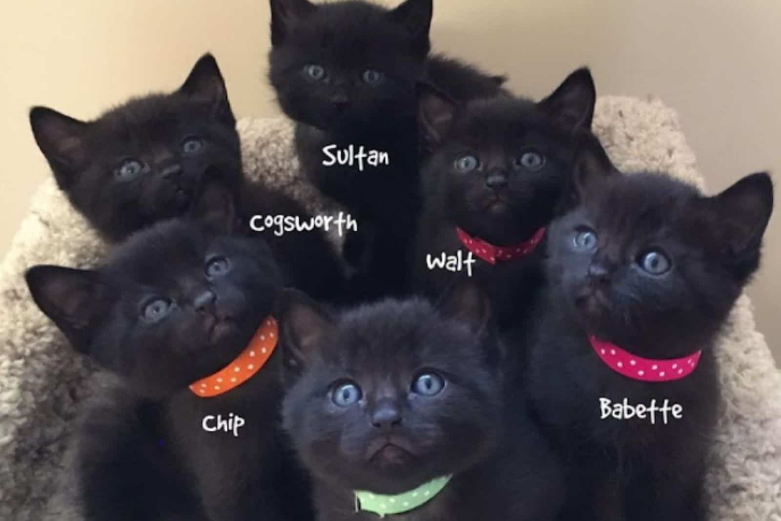 cute black kittens are sitting and looking at the camera