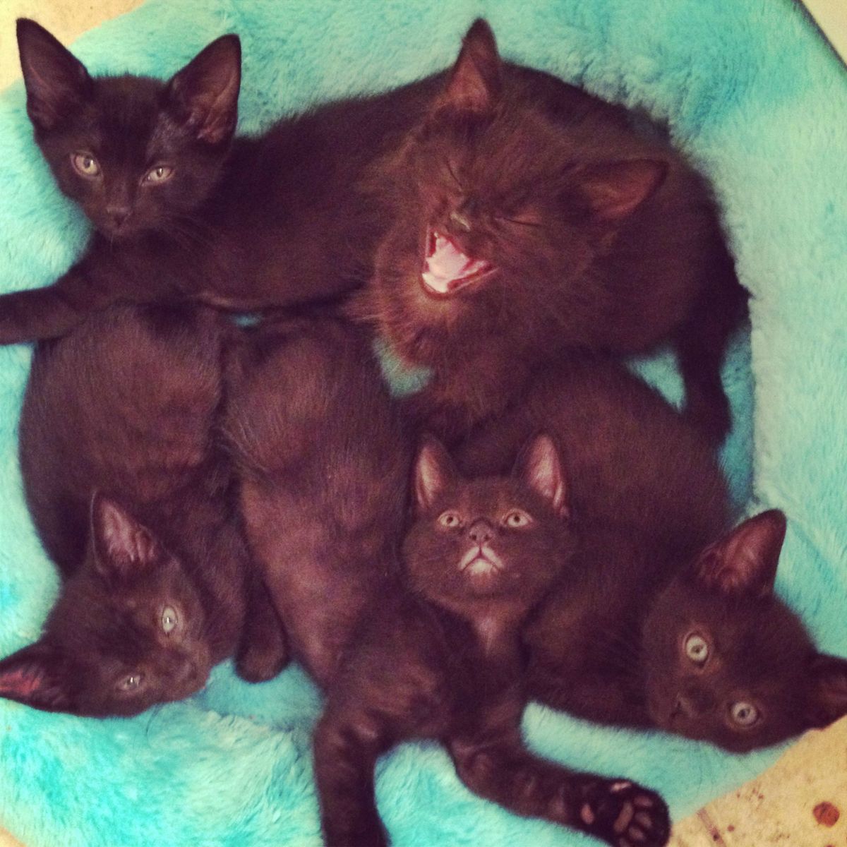 cute black kittens