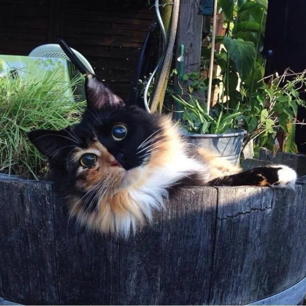 cute blind cat in wooden box