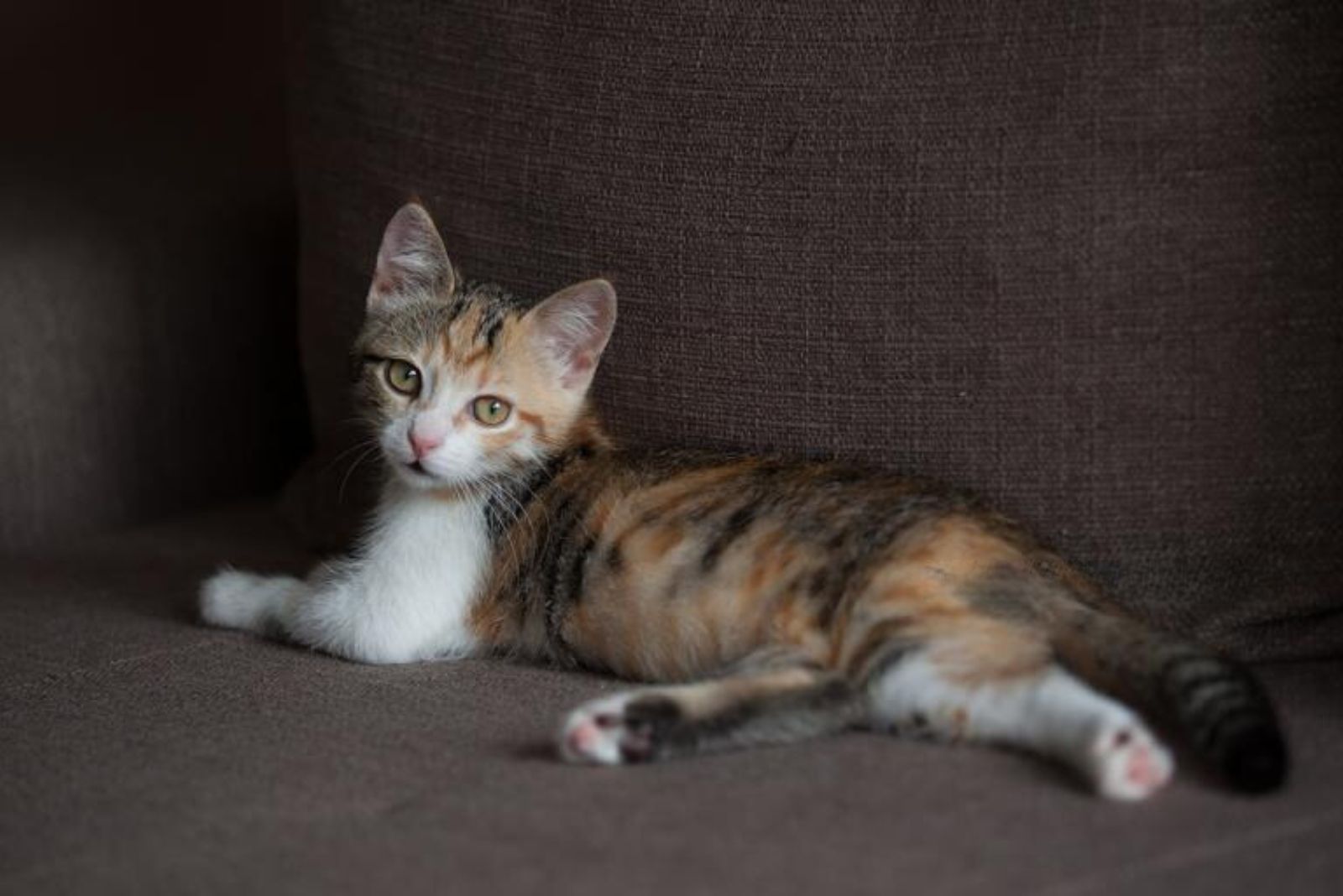 cute calico kitten