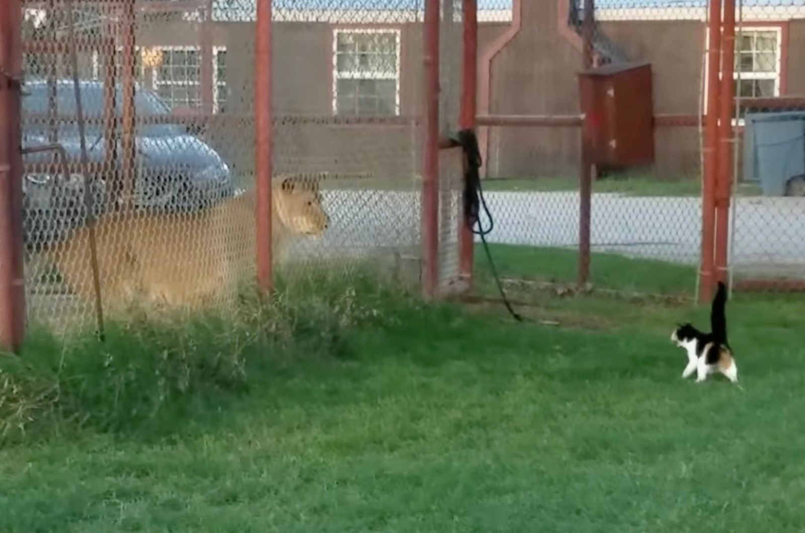 cute cat and lioness