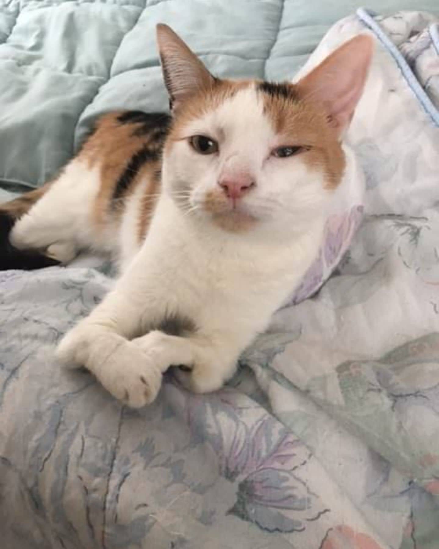 cute cat laying in the bed