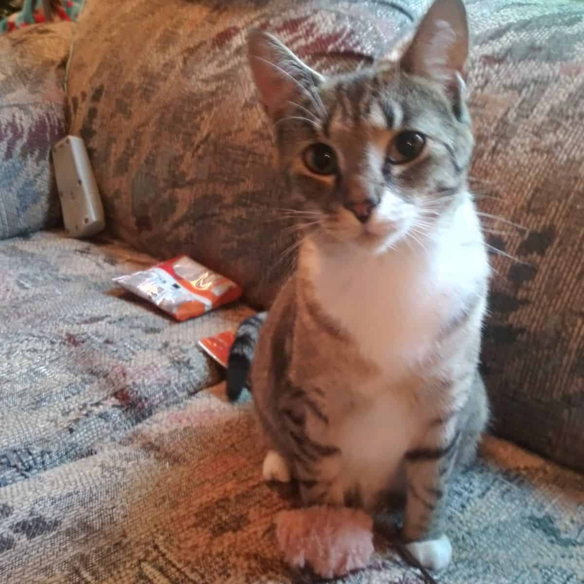 cute cat on couch