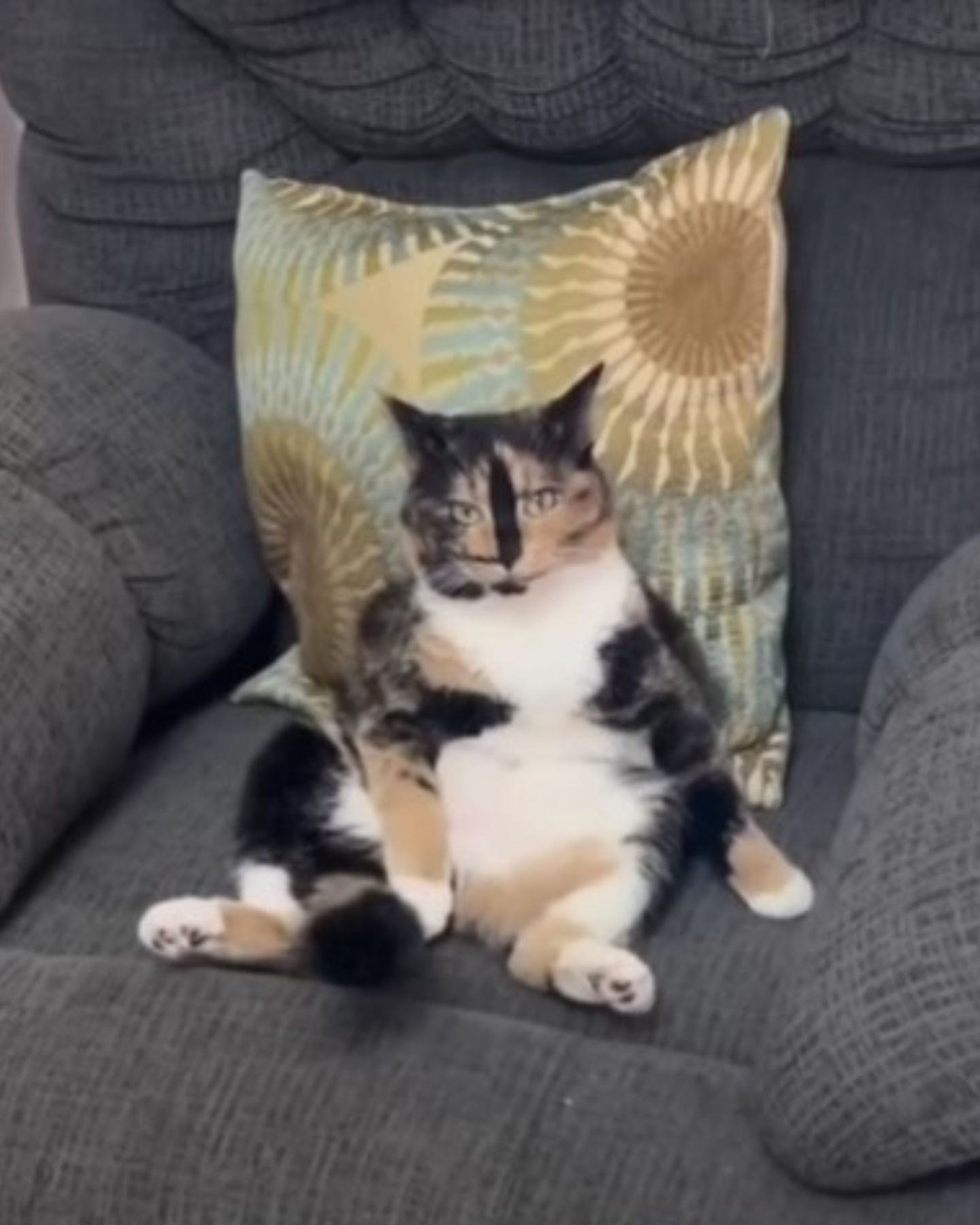 cute cat sitting
