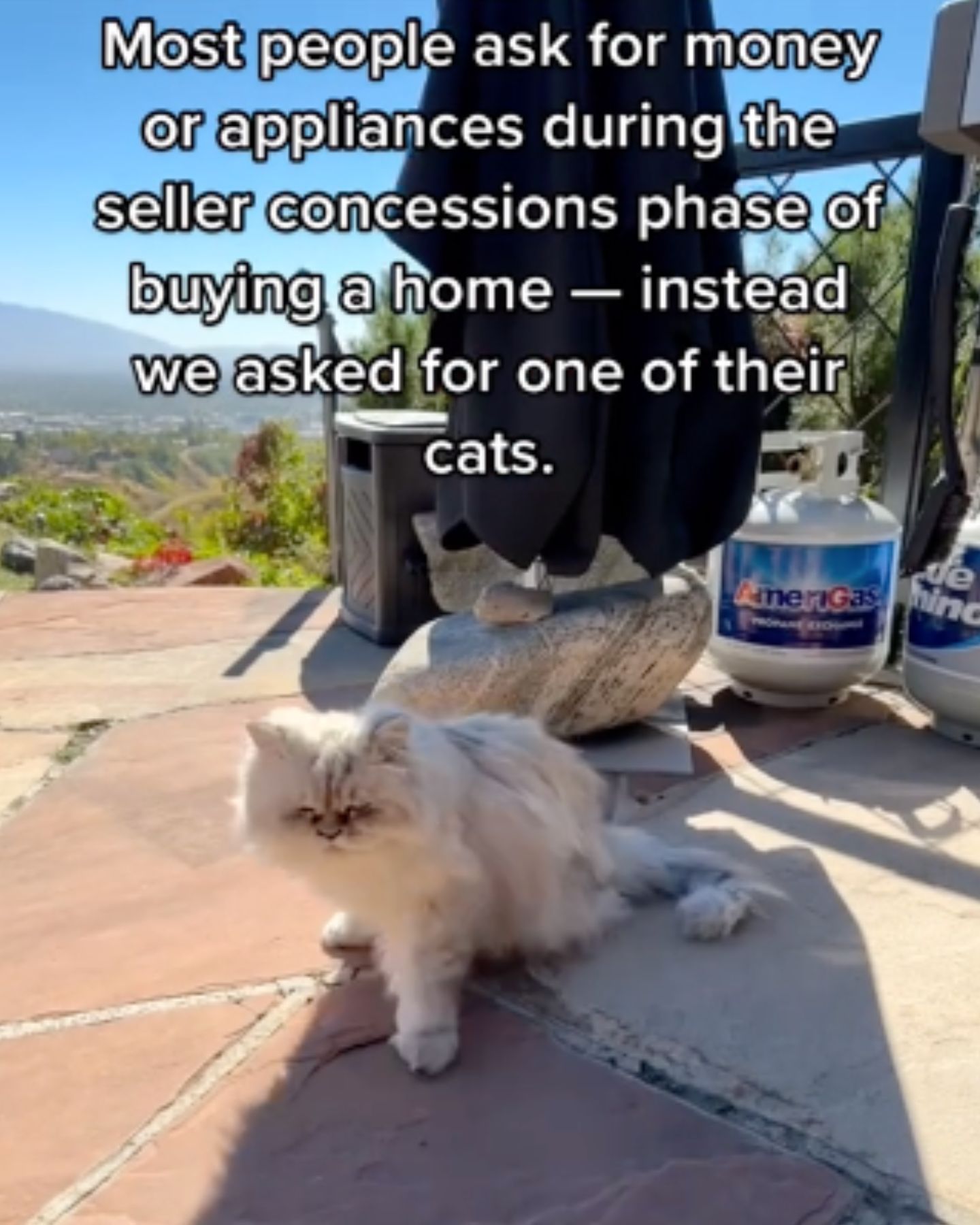 cute cat standing on a tiles