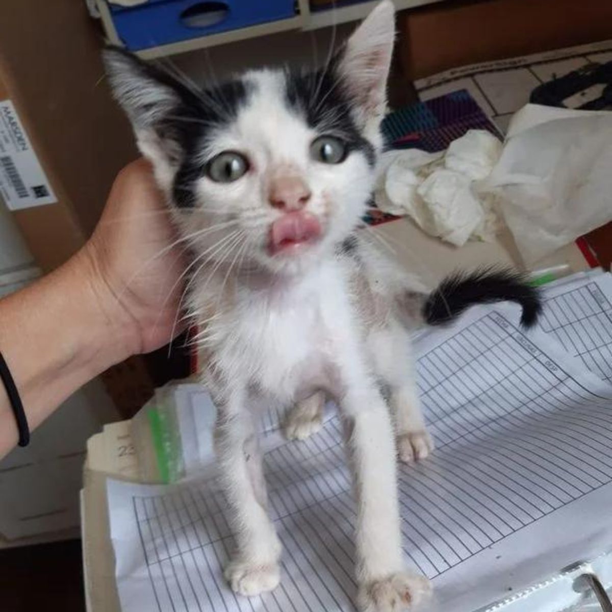 cute cat with tongue out