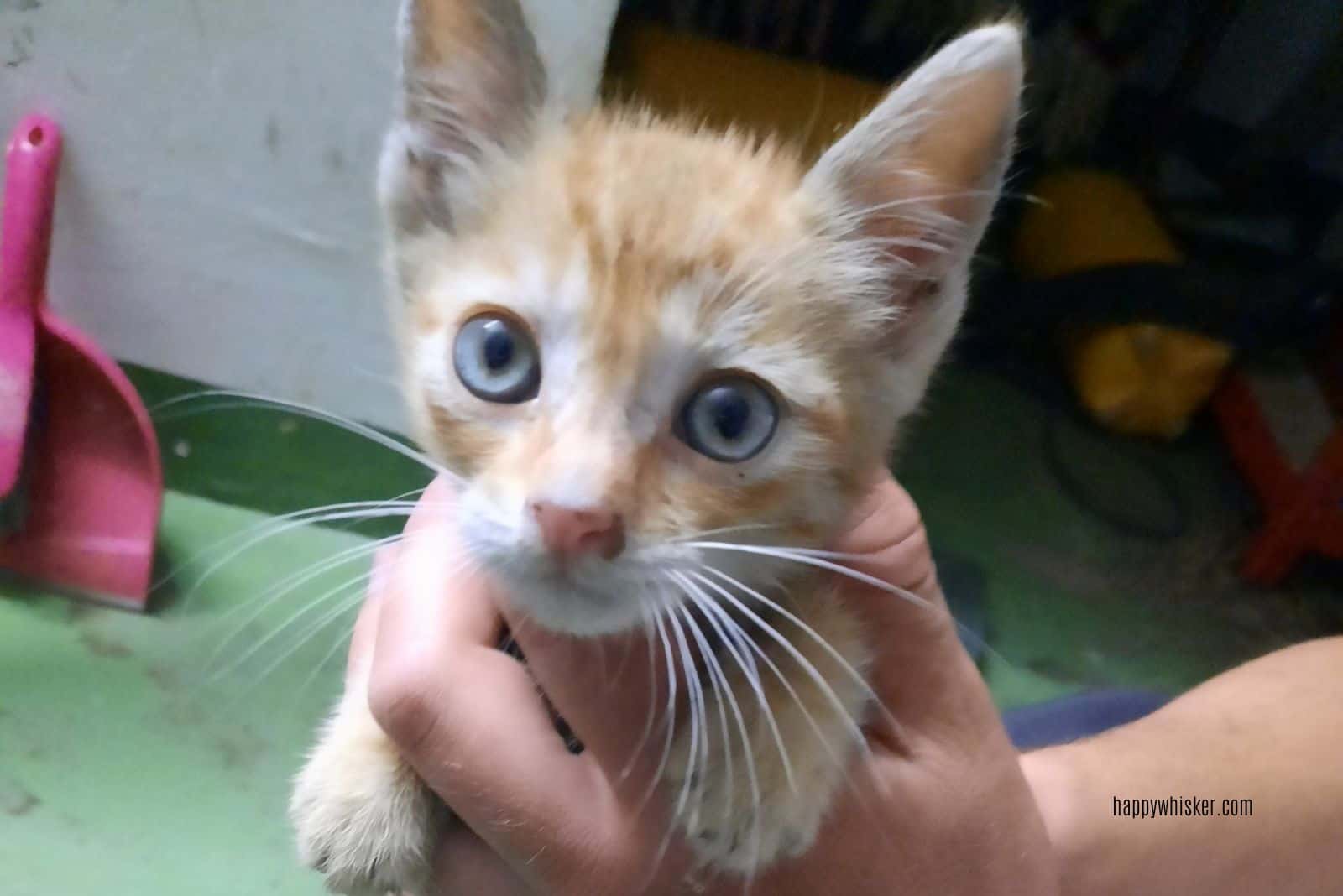 cute ginger cat in human hand