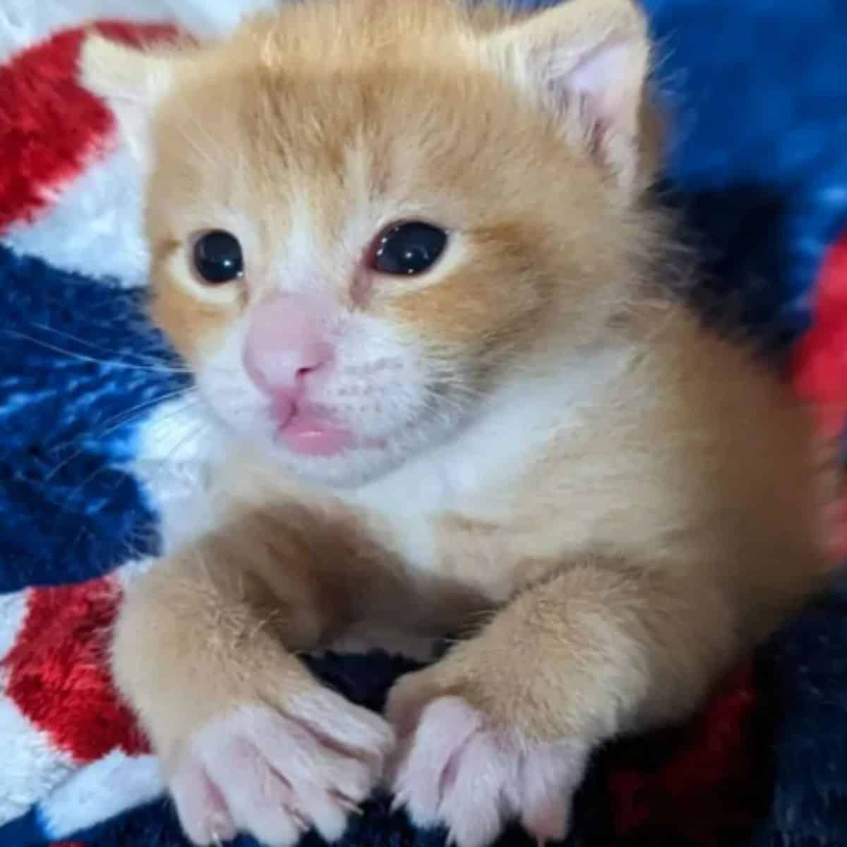 cute ginger kitten