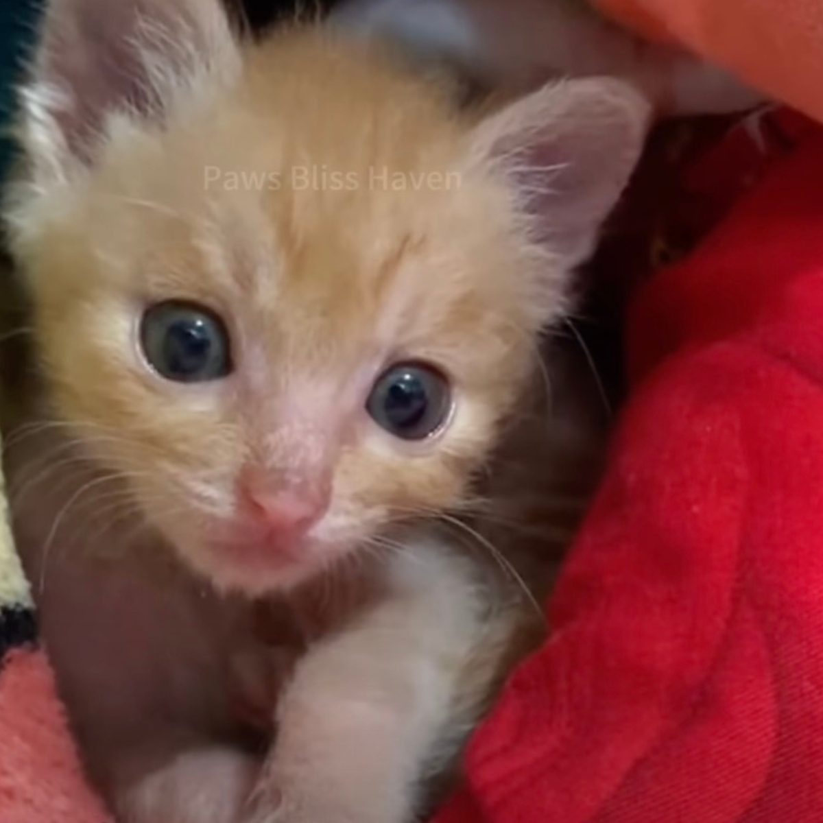 cute ginger kitty