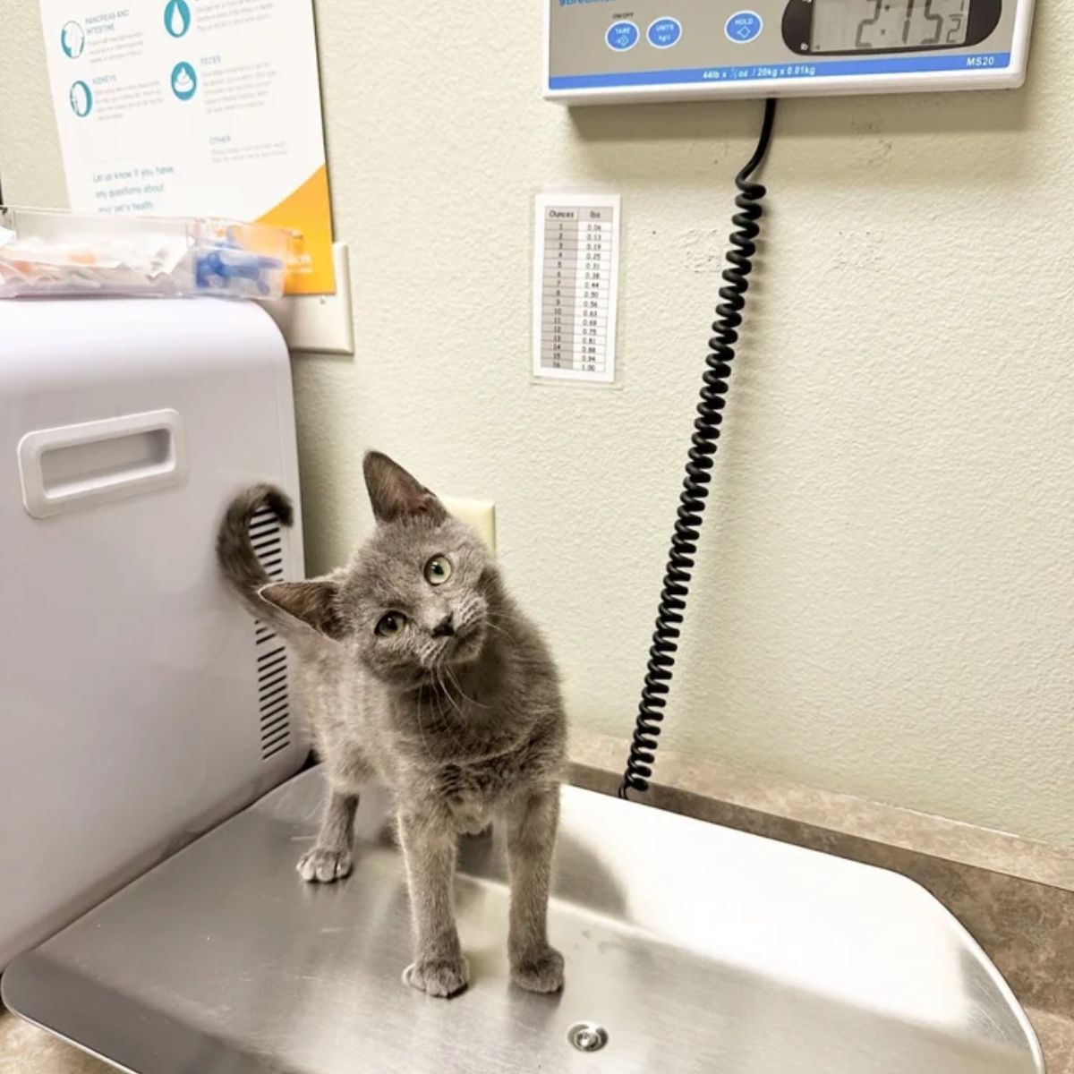 cute gray cat in a house