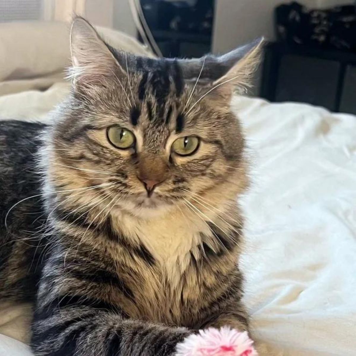 cute gray cat laying on a bed