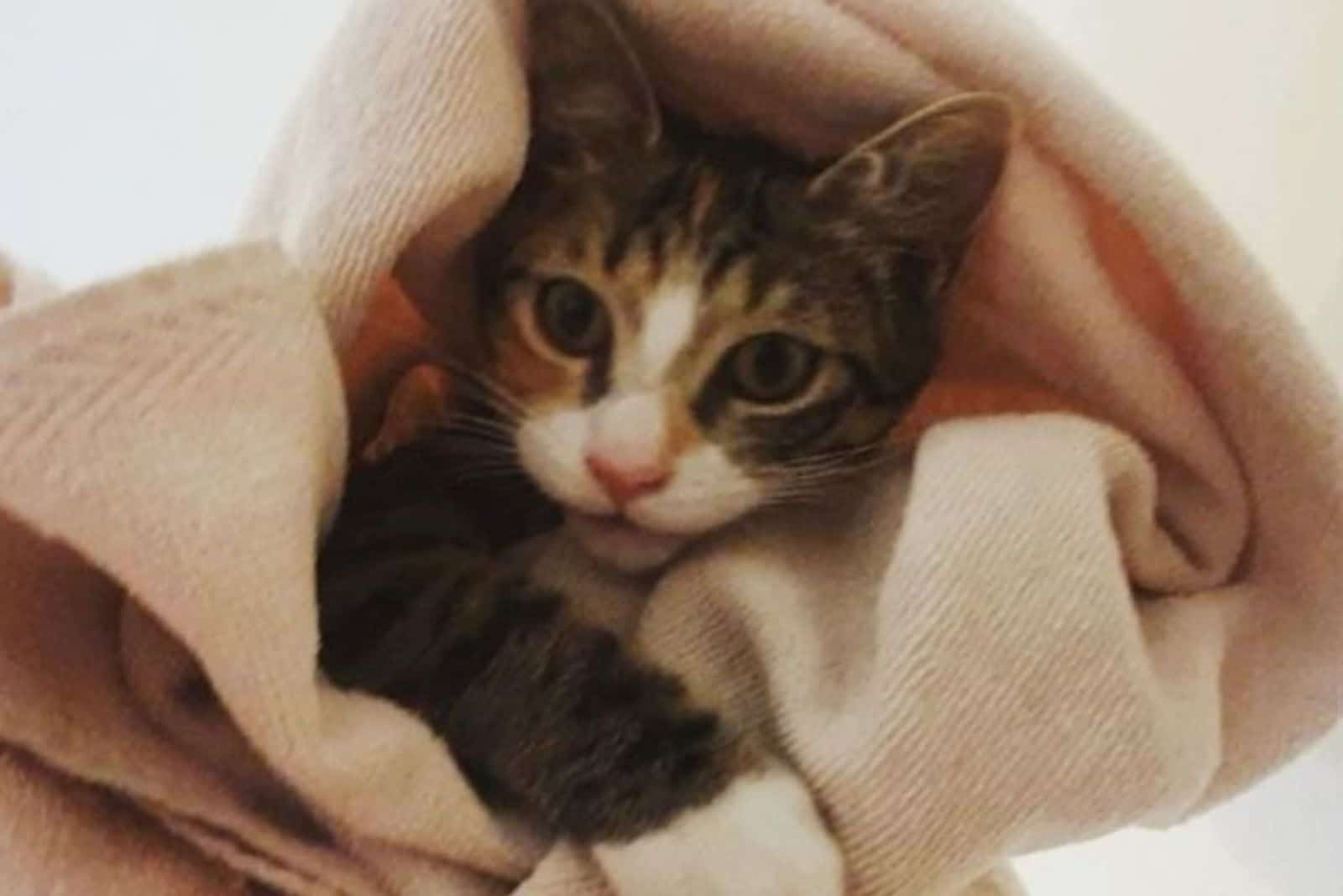 cute kitten covered in a blanket