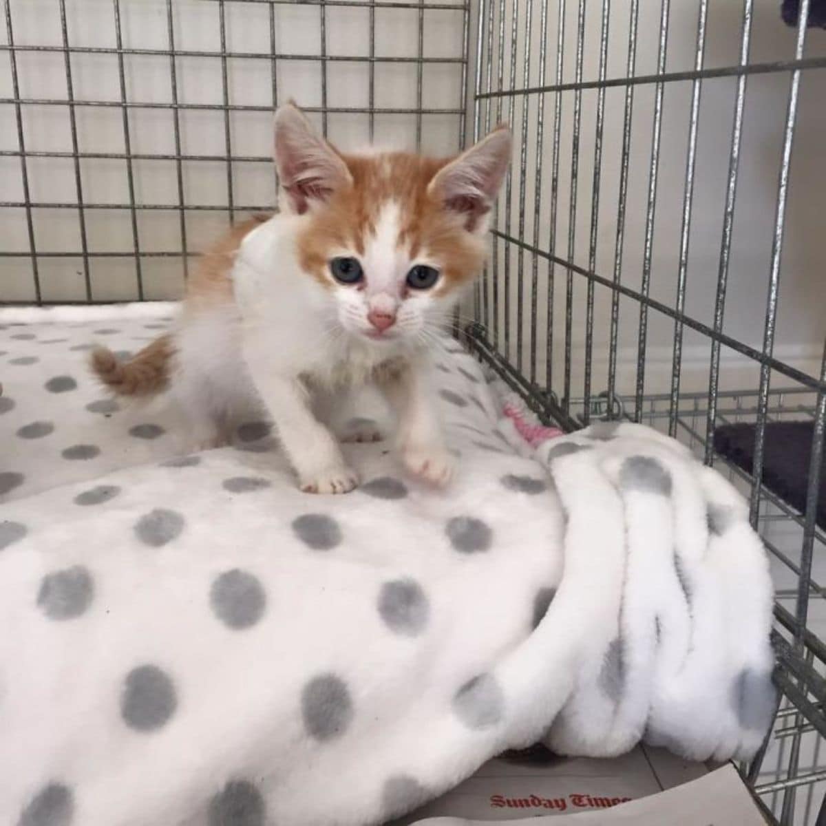 cute kitten in a cage