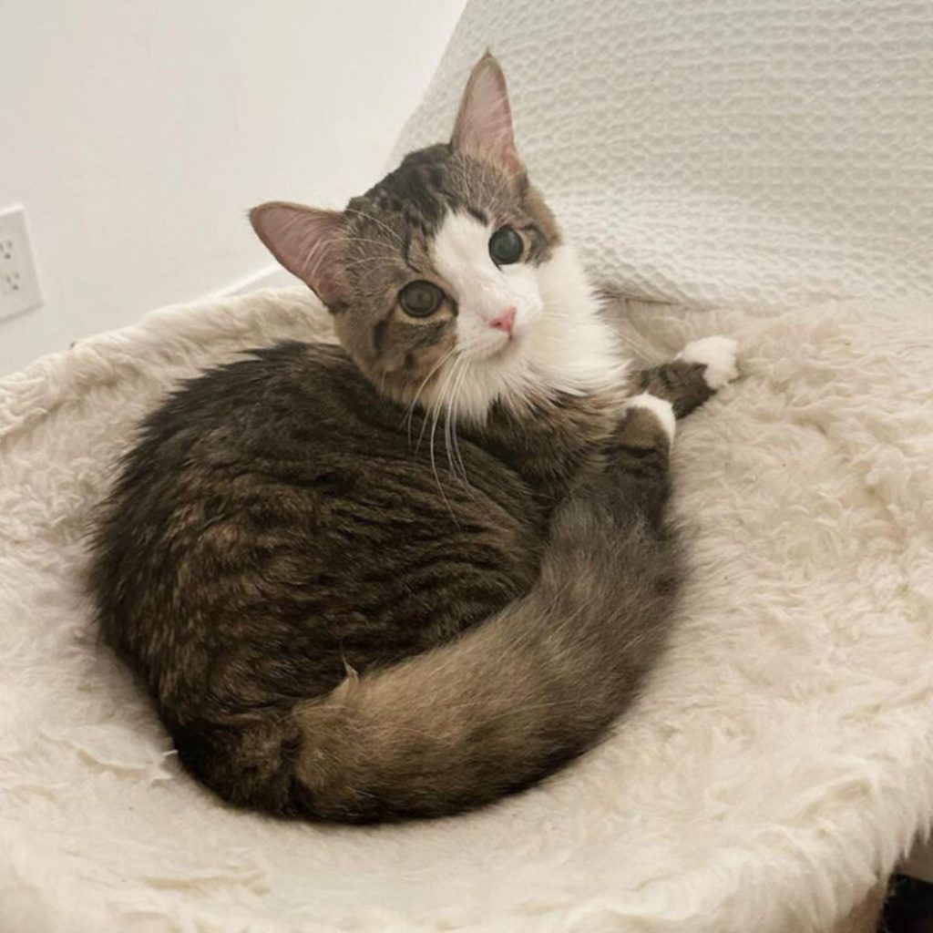 cute kitten lies on a white pillow