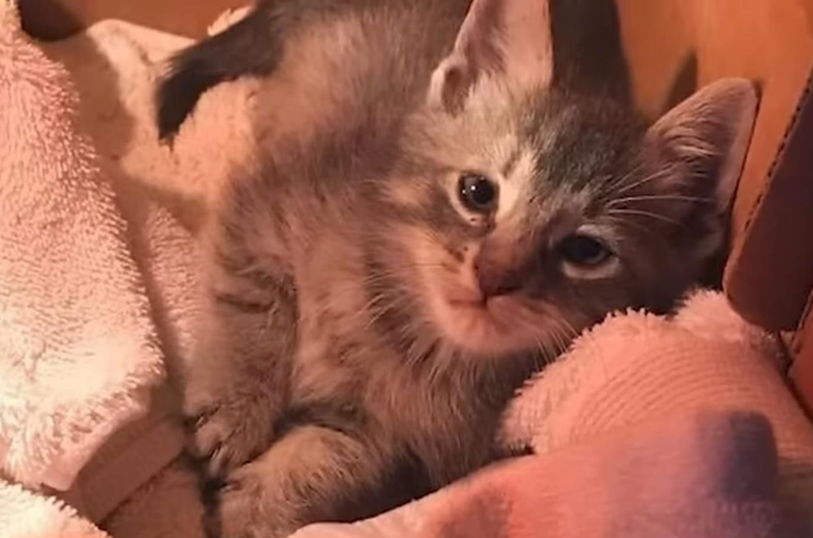 cute kitten looking at camera