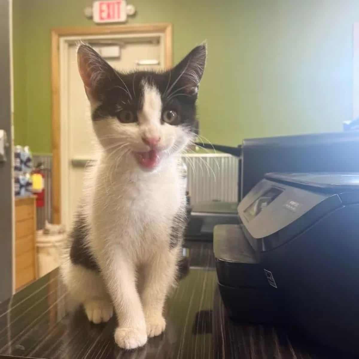 cute kitten standing on the table