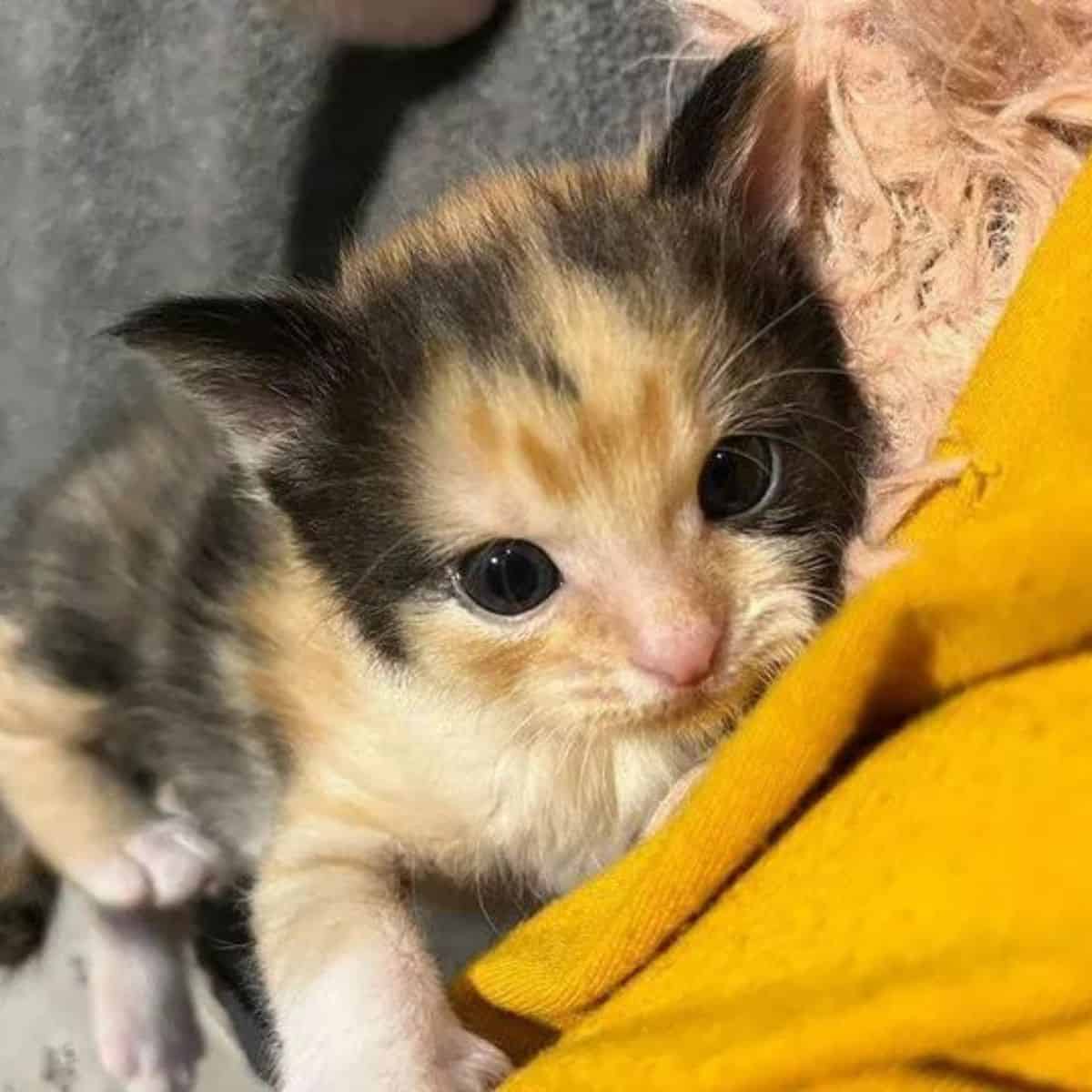 cute kitten with many colours