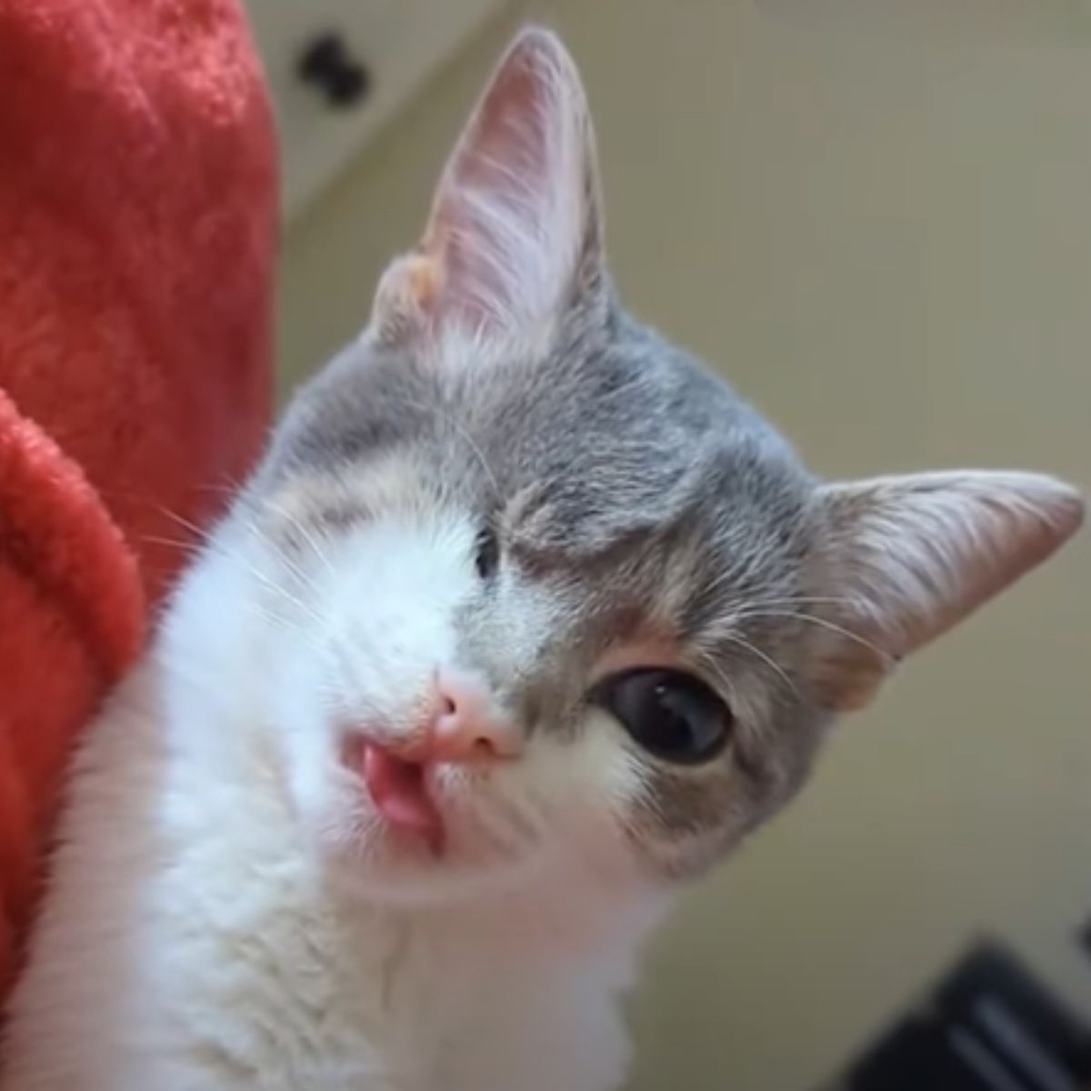 cute kitten without eye