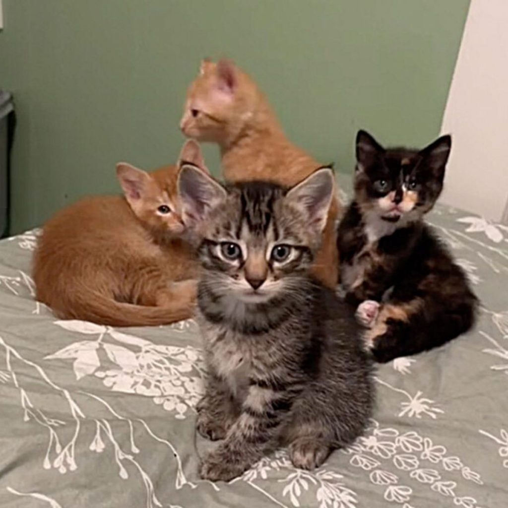 cute kittens on the bed