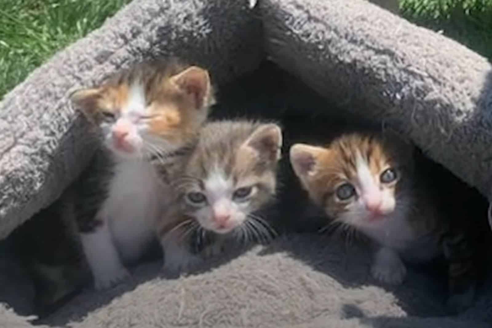 cute kittens sitting on a gray pillow