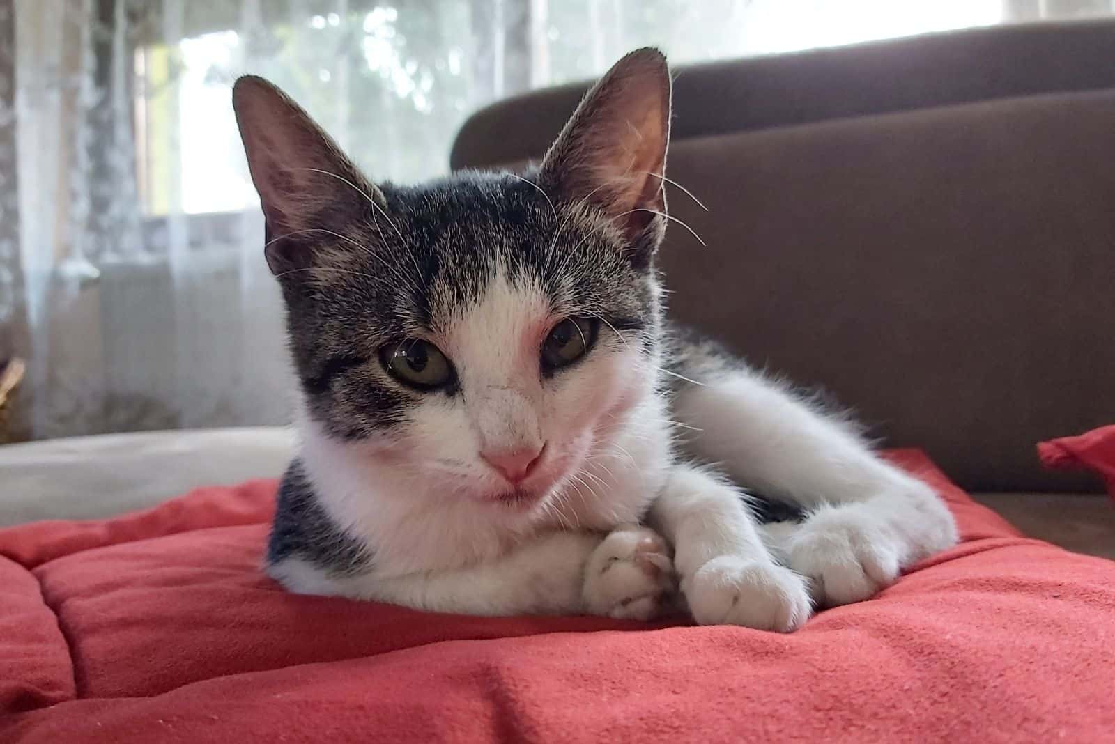 cute kitty on sofa