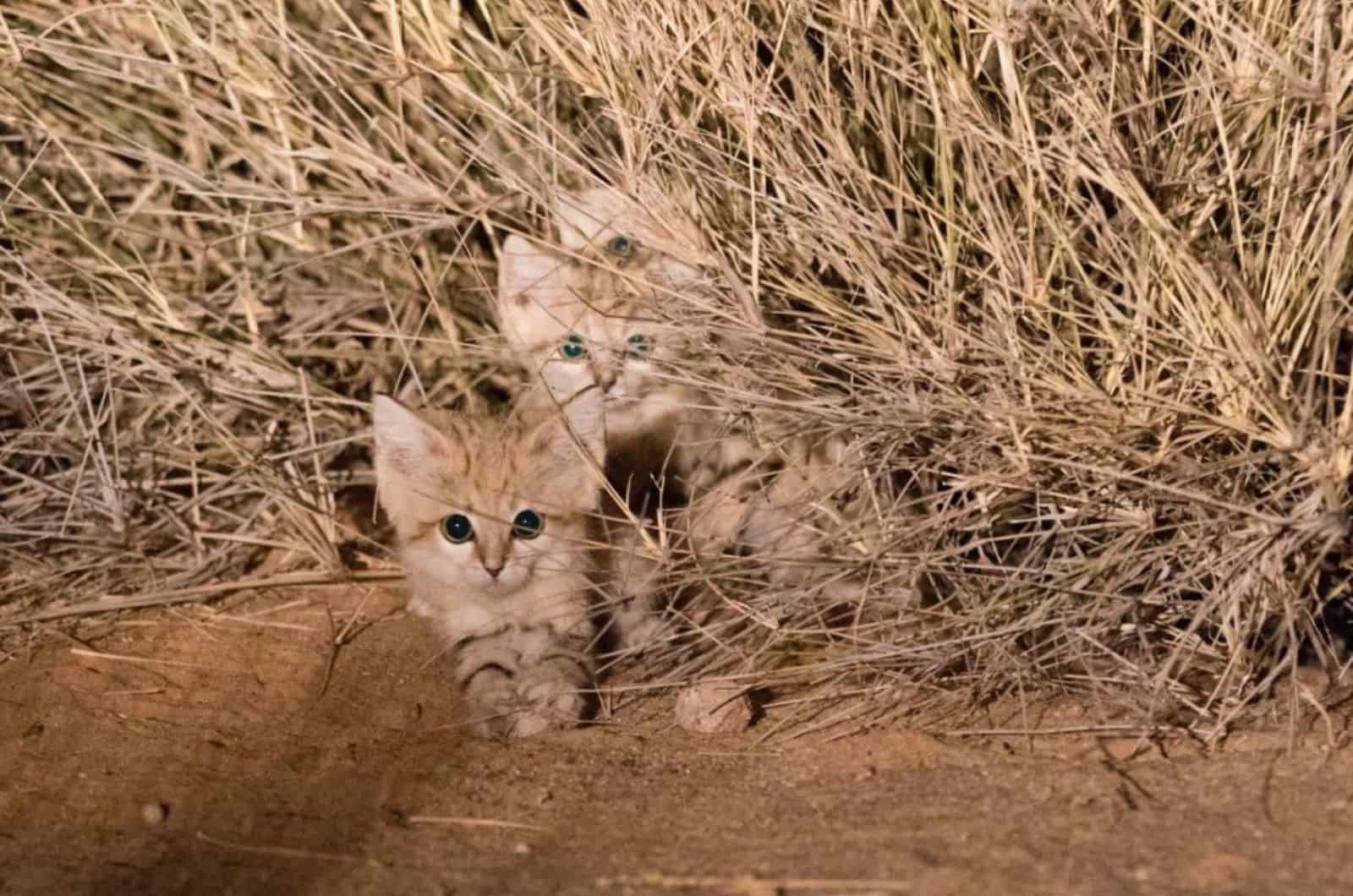 cute sand kittens