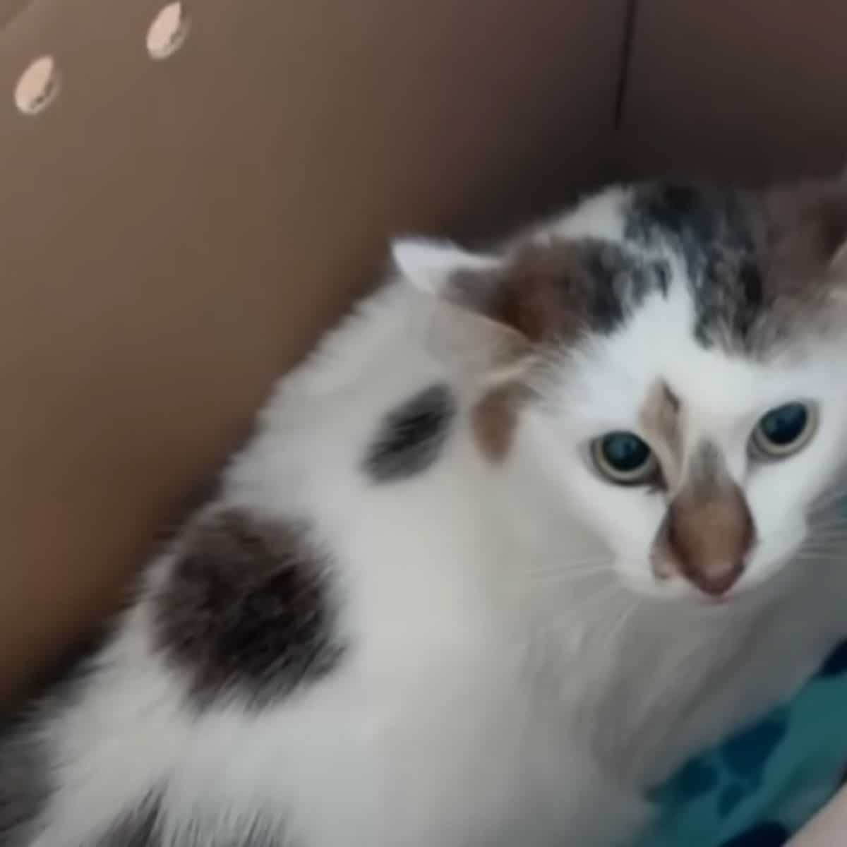 cute shy cat in a box