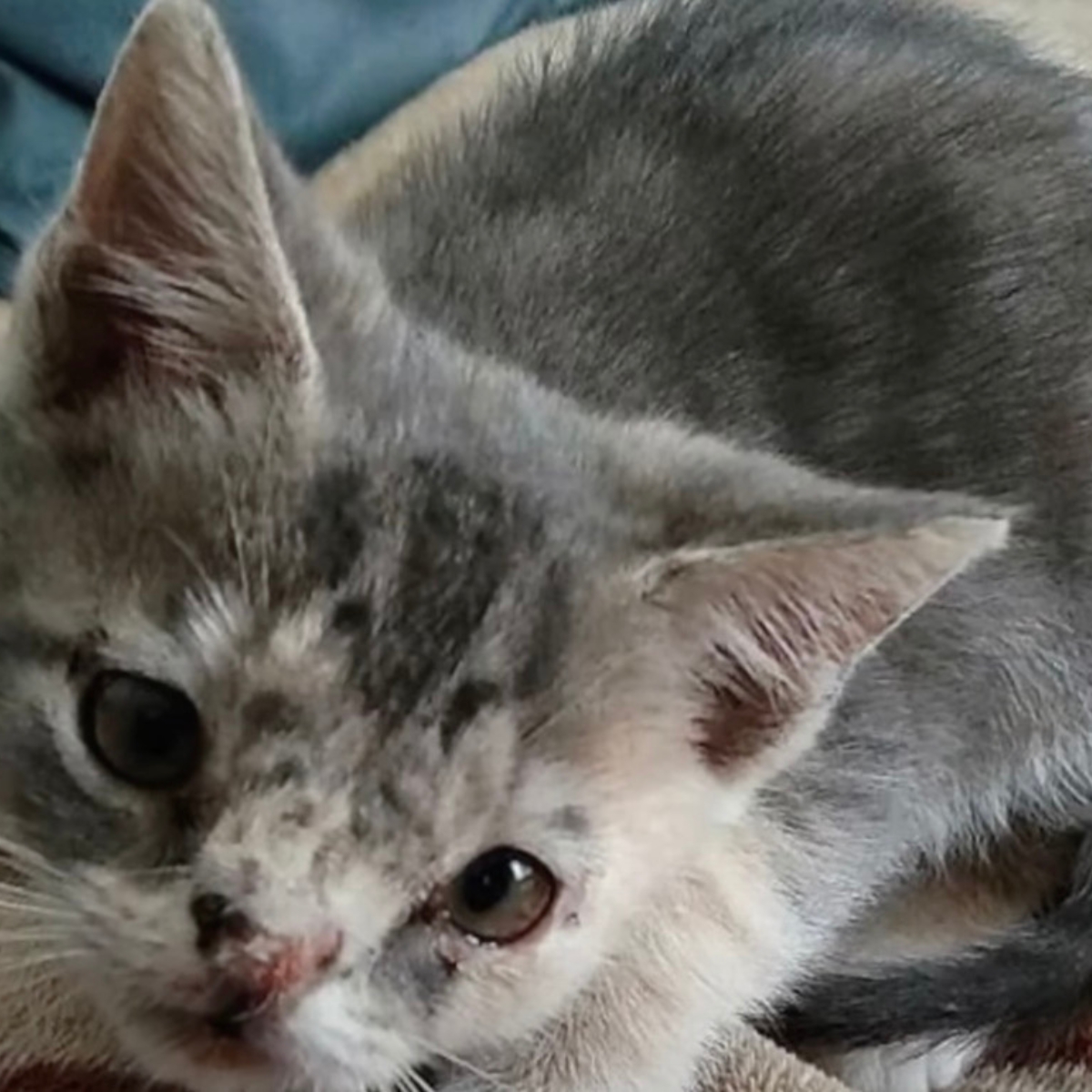 dilute calico cat