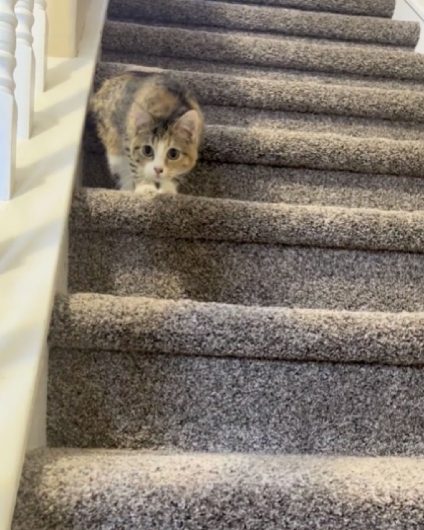 disabled kitten on a stairs