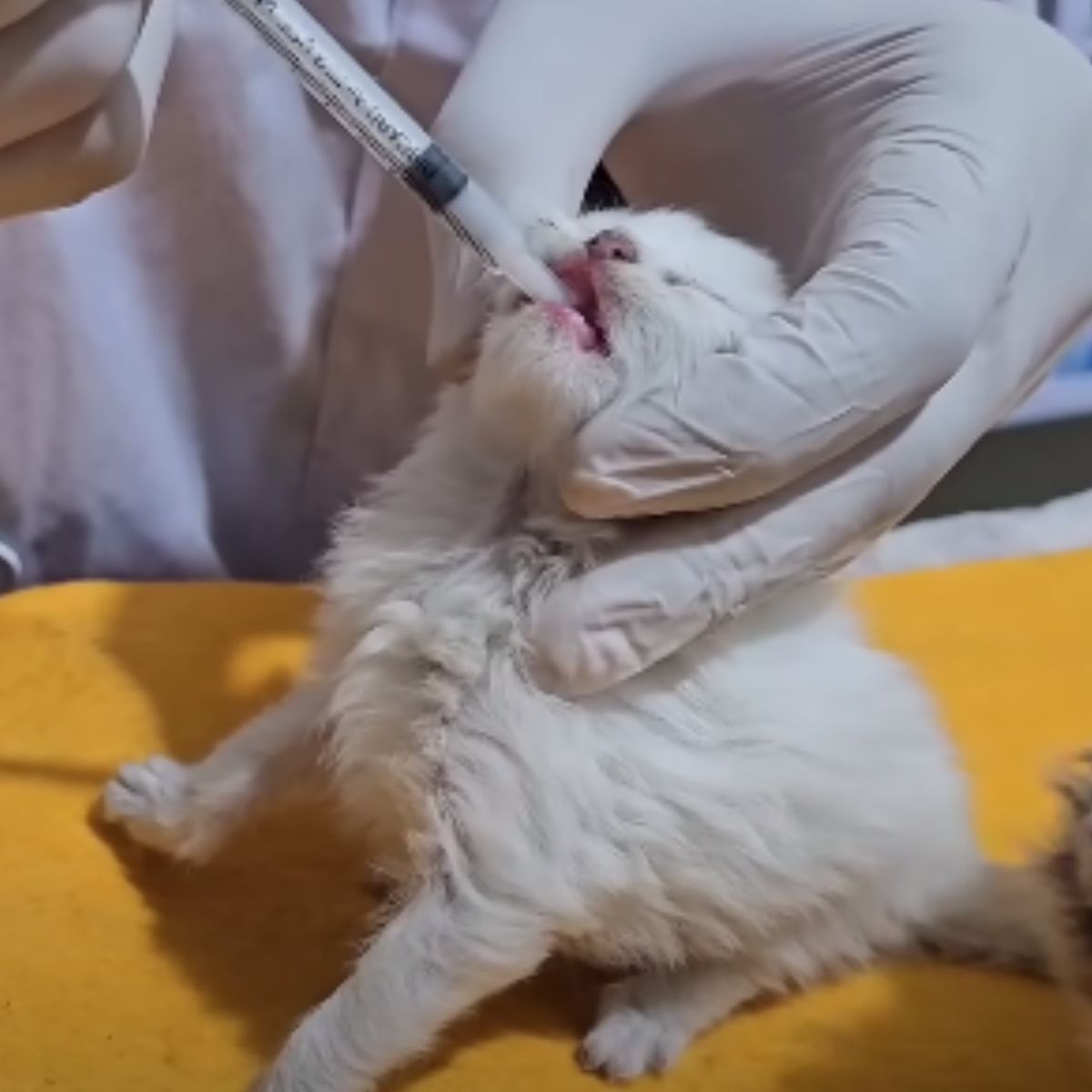 doctor feeding a kitten