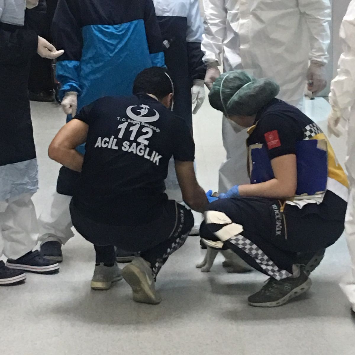 doctors helping kitten