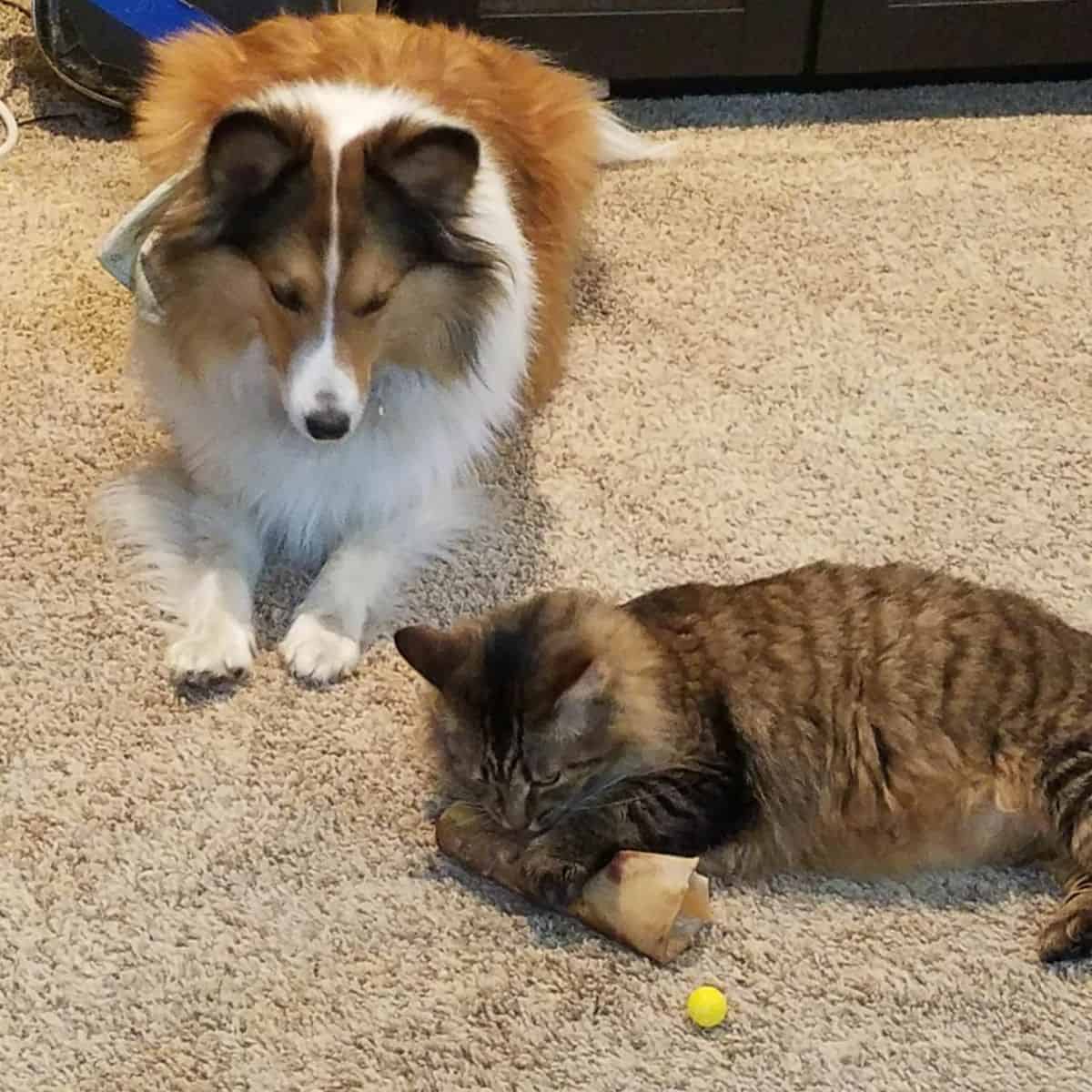 dog and cat lying on a carpet