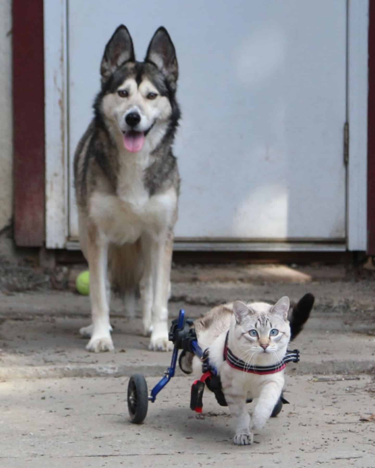 dog and cat on a wheelchair