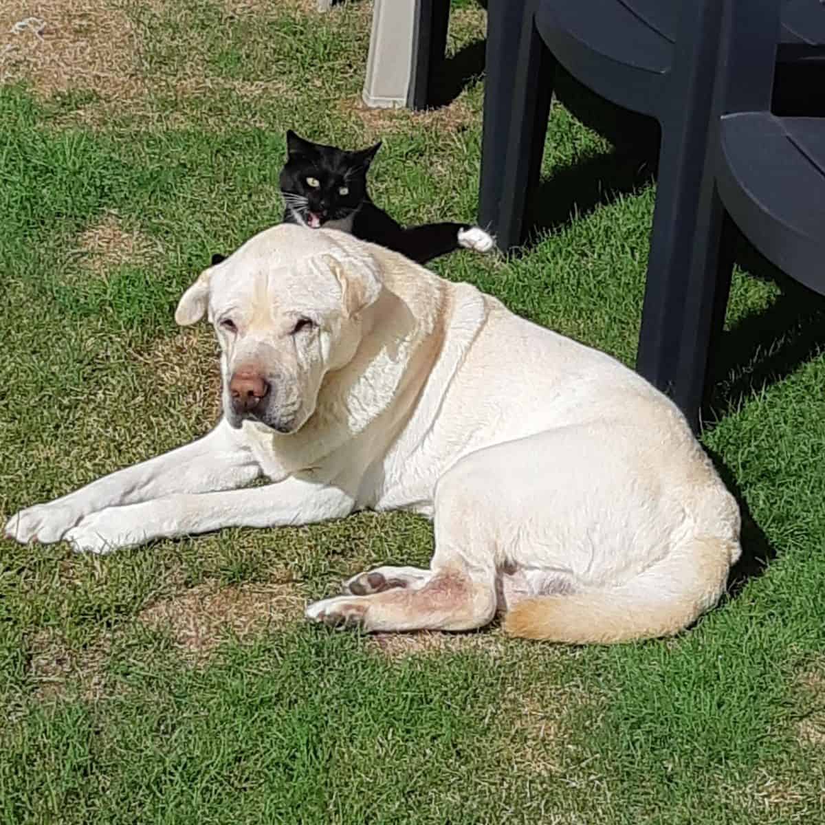 dog and cat on grass