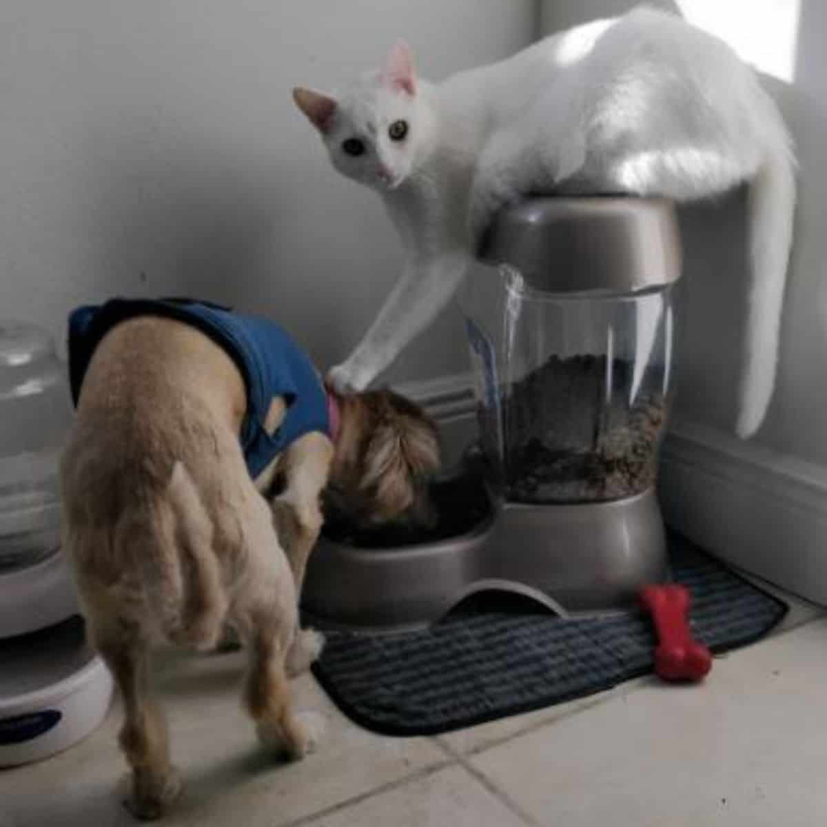 dog eating and cat pushing on his head